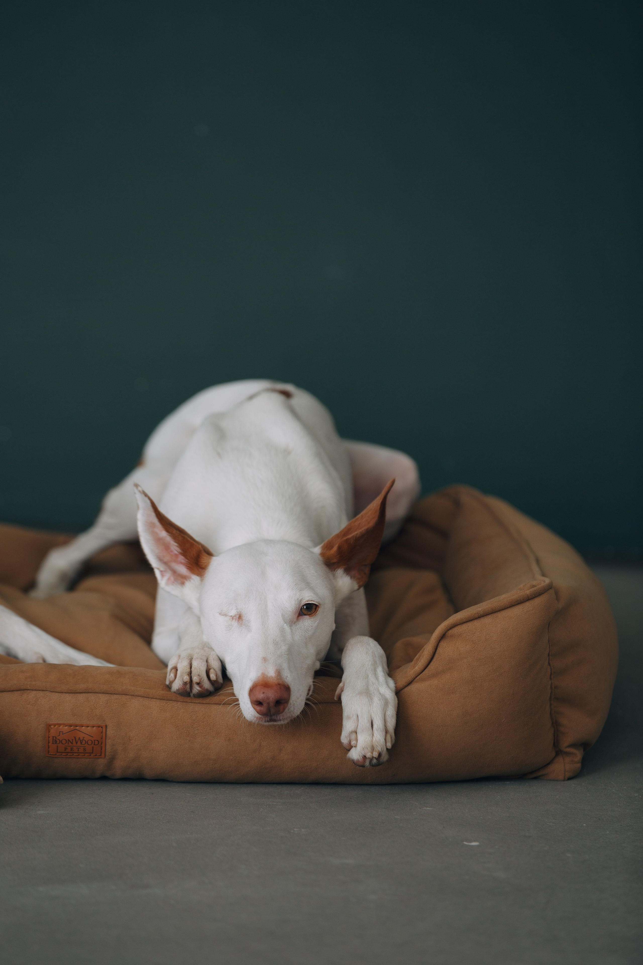 Boonwood Pets лежанки для животных. Фотограф анималист Кристина Карпова, Москва