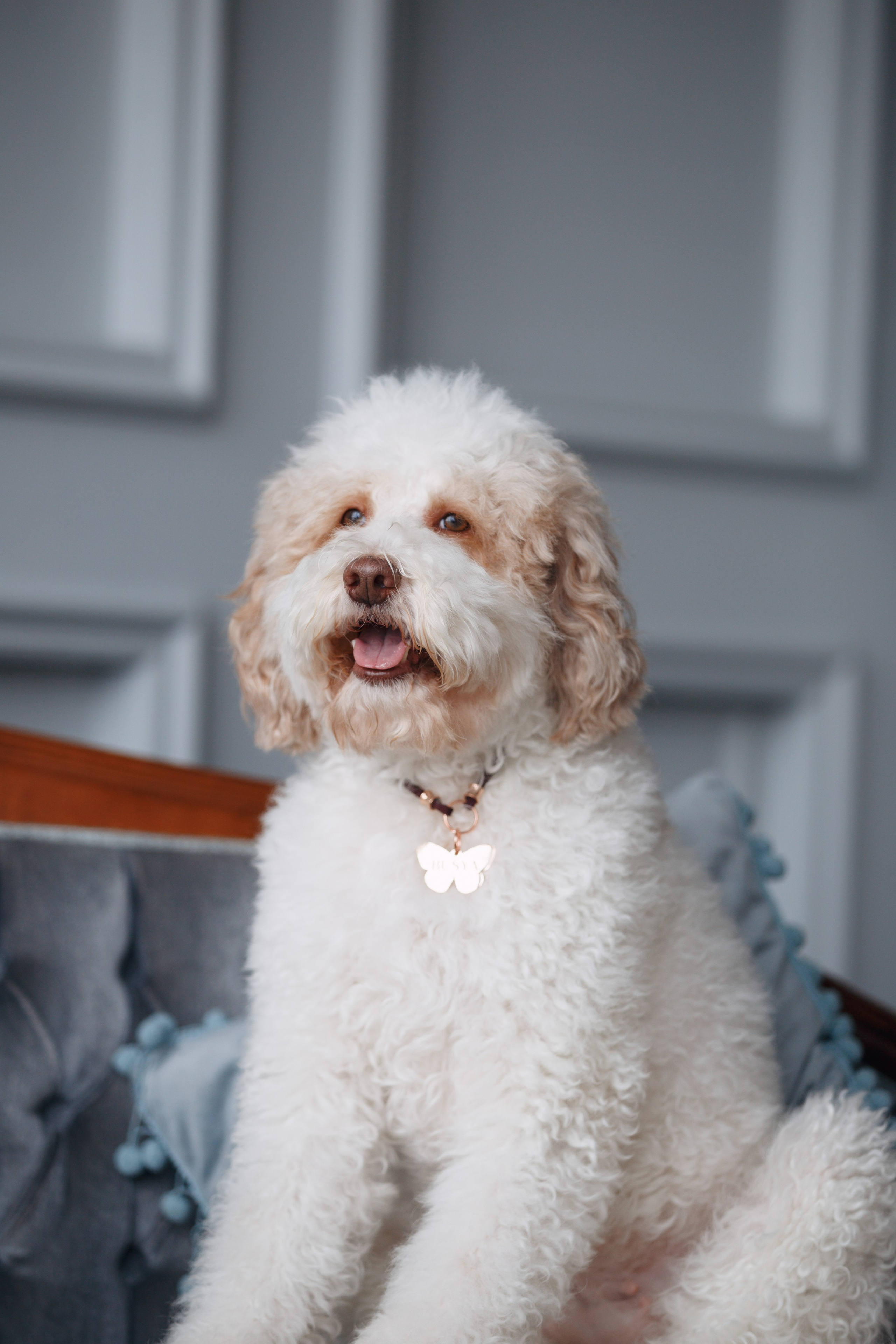 Bmbh лежанки и адресники. Фотограф анималист Кристина Карпова, Москва