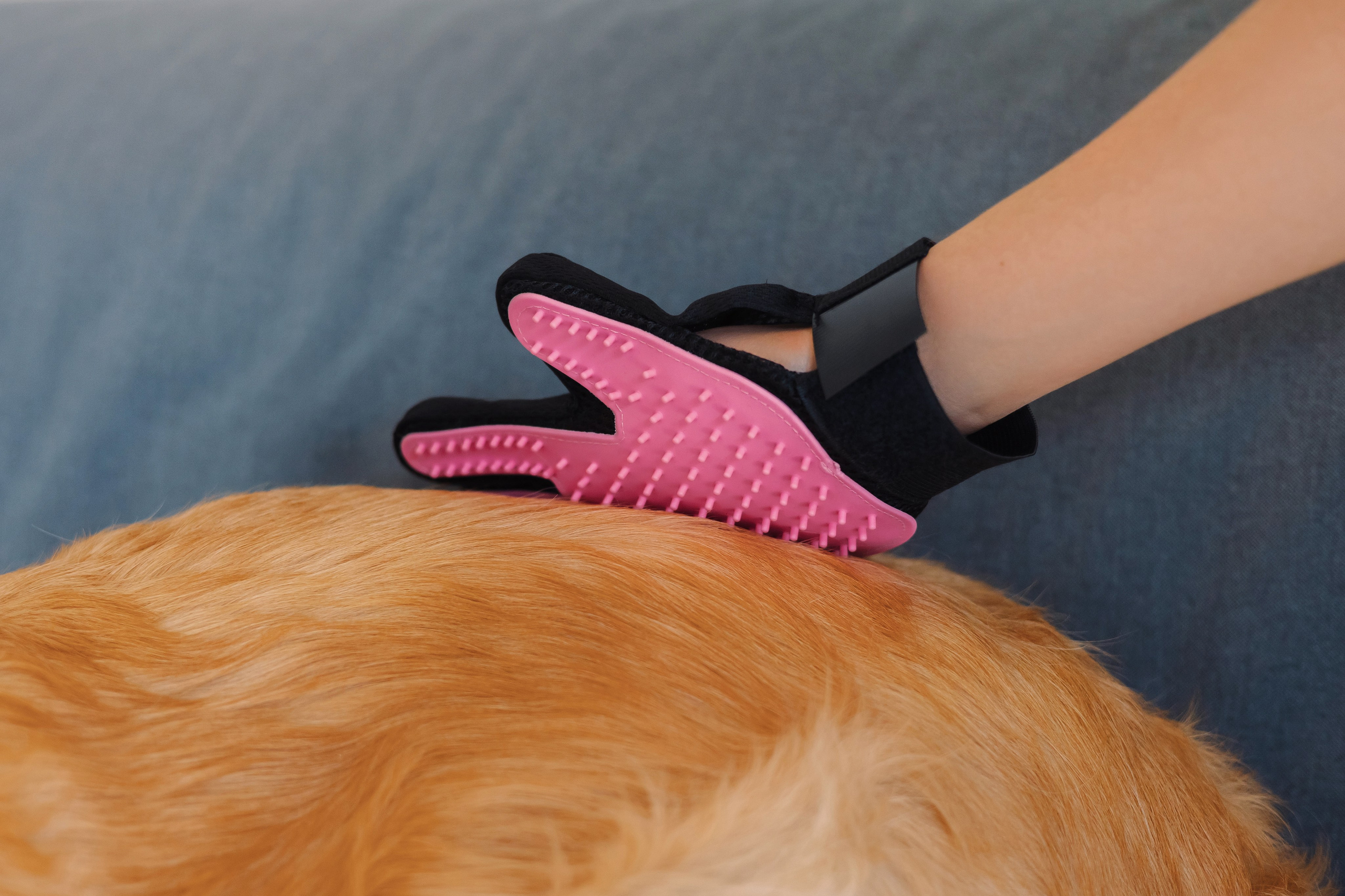 Магазин Friend of mine. Фотограф-анималист Елена Радченко, Москва