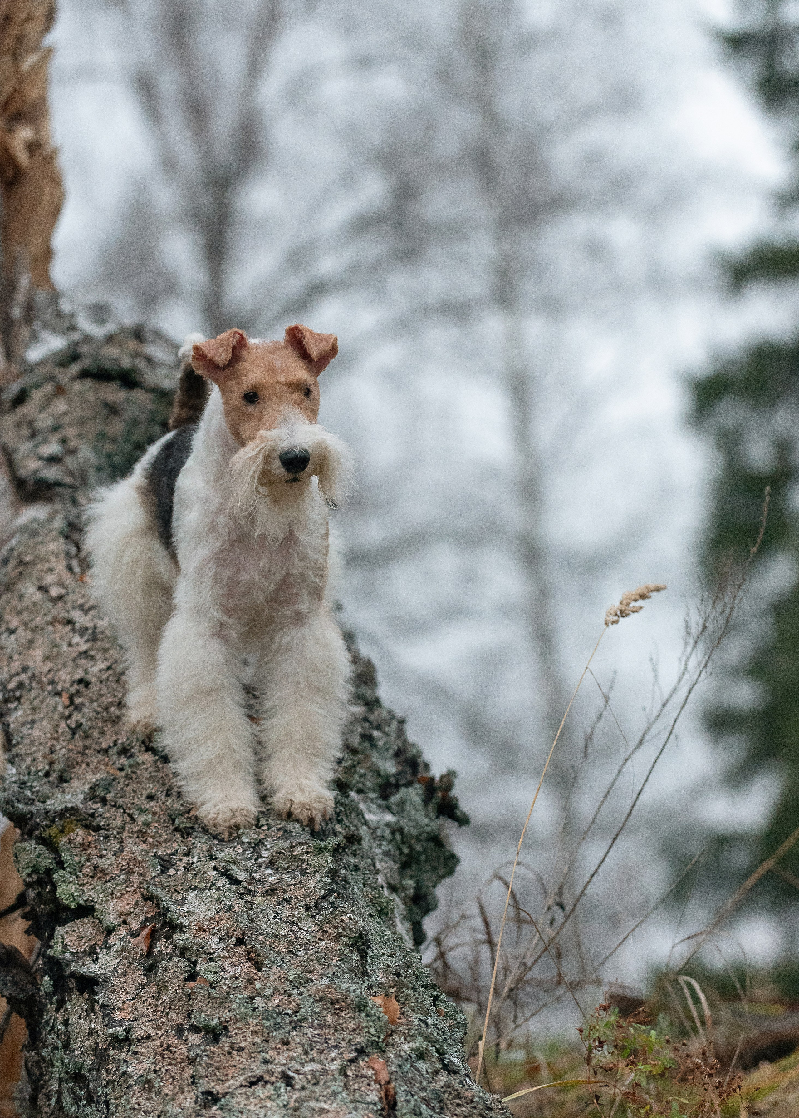 Дерик. Фотограф анималист в Казани Алина Сулейманова. Фотограф животных
