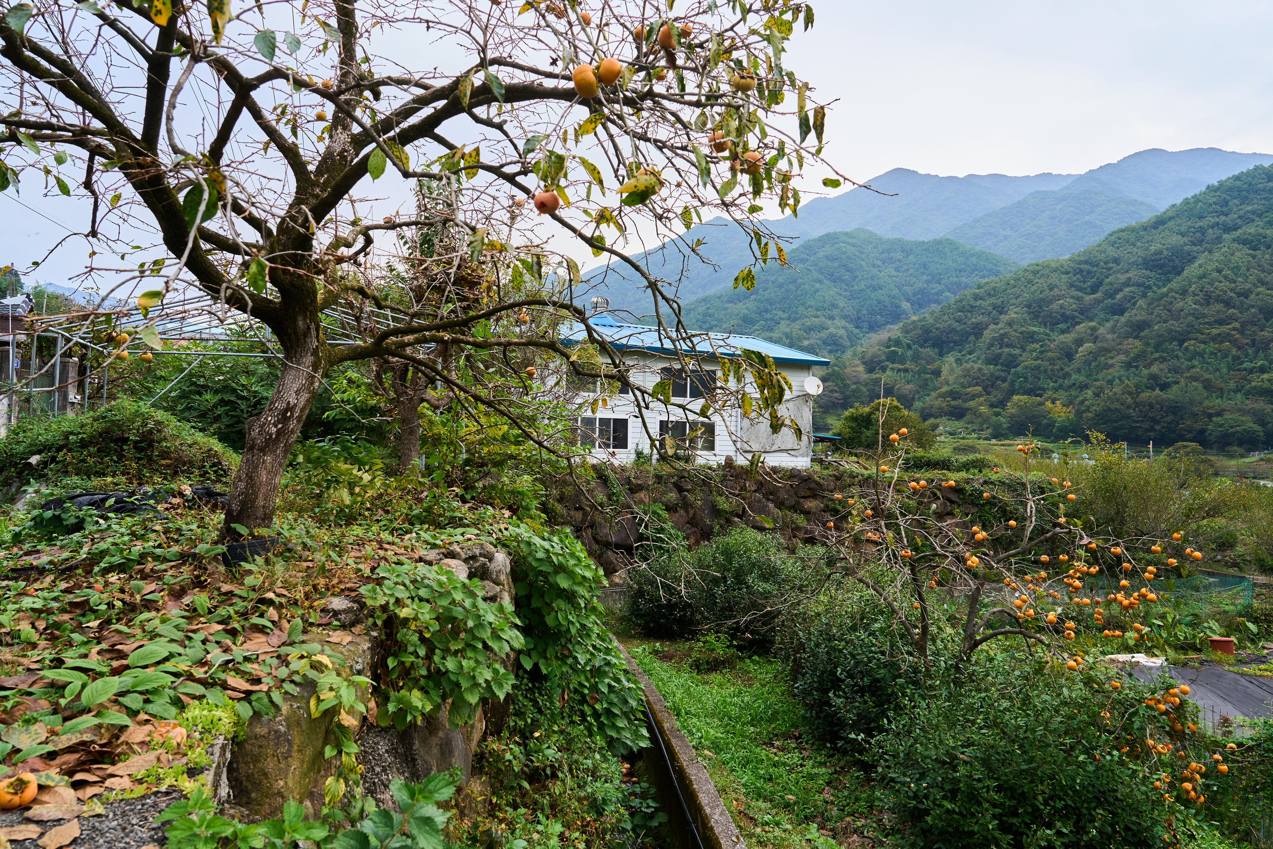 Fall 2024 – Hadong.