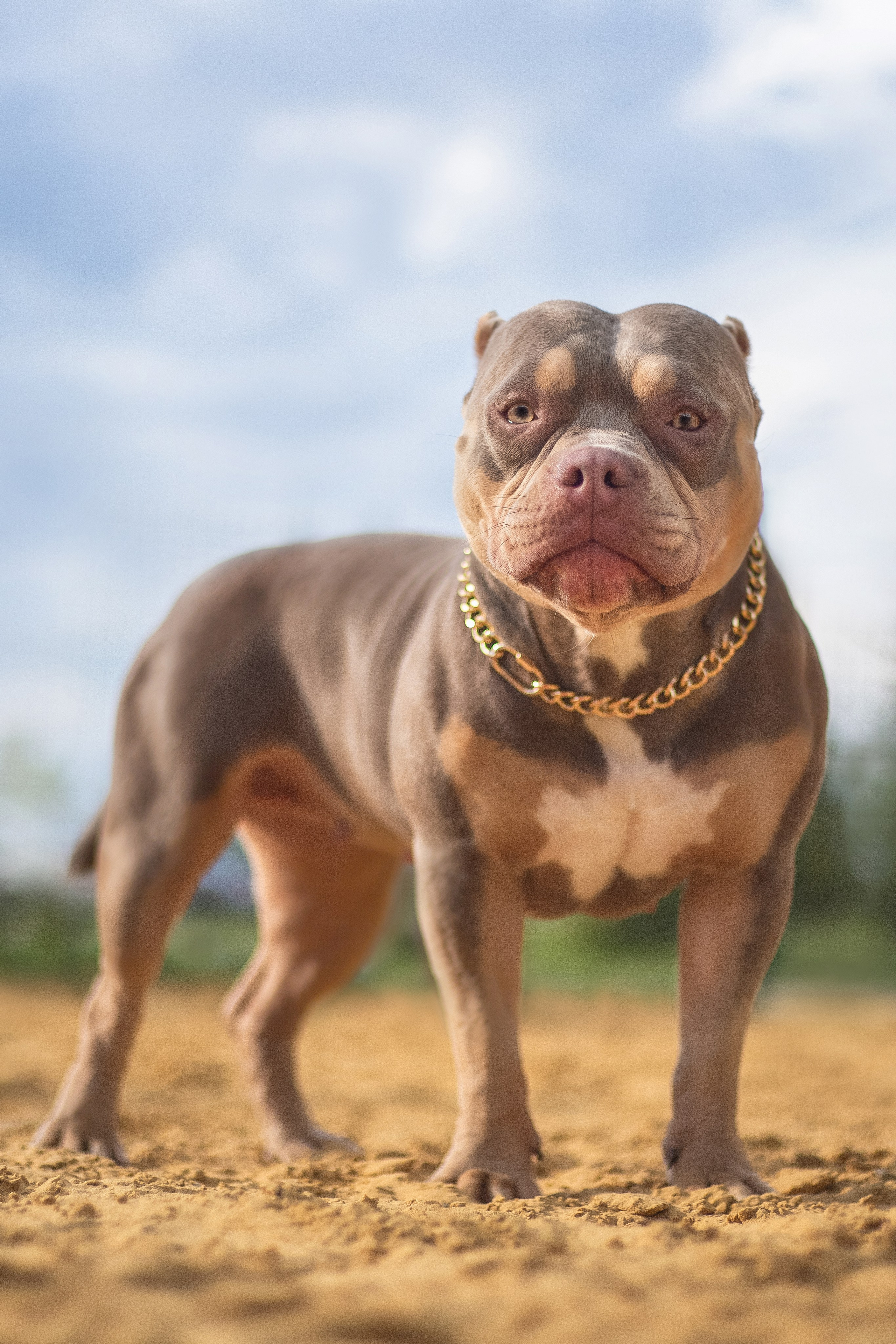 фотограф анималист тула, фотограф собак тула