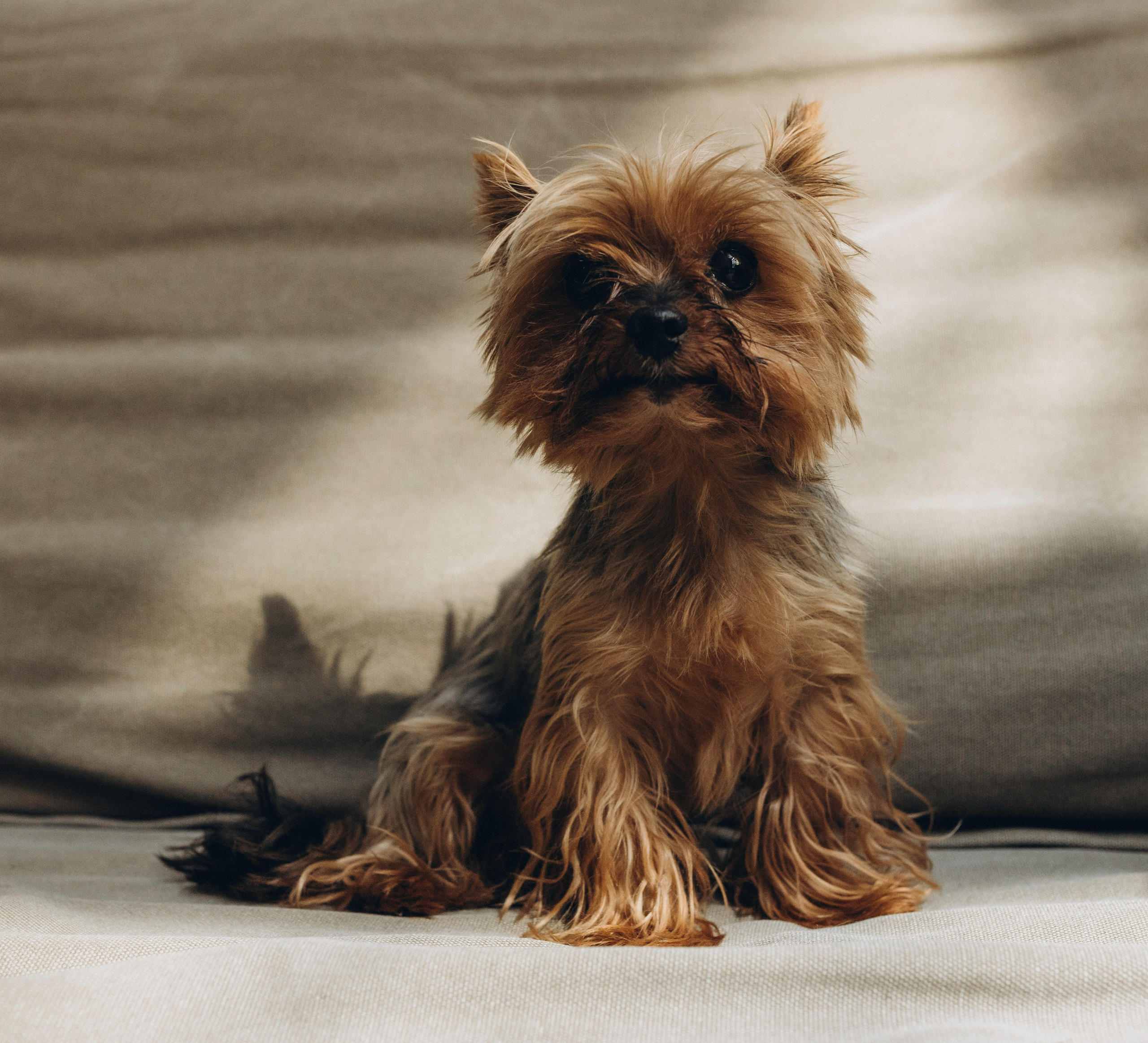 Габриела и ее хвостики. Татьяна Афонина | Фотограф