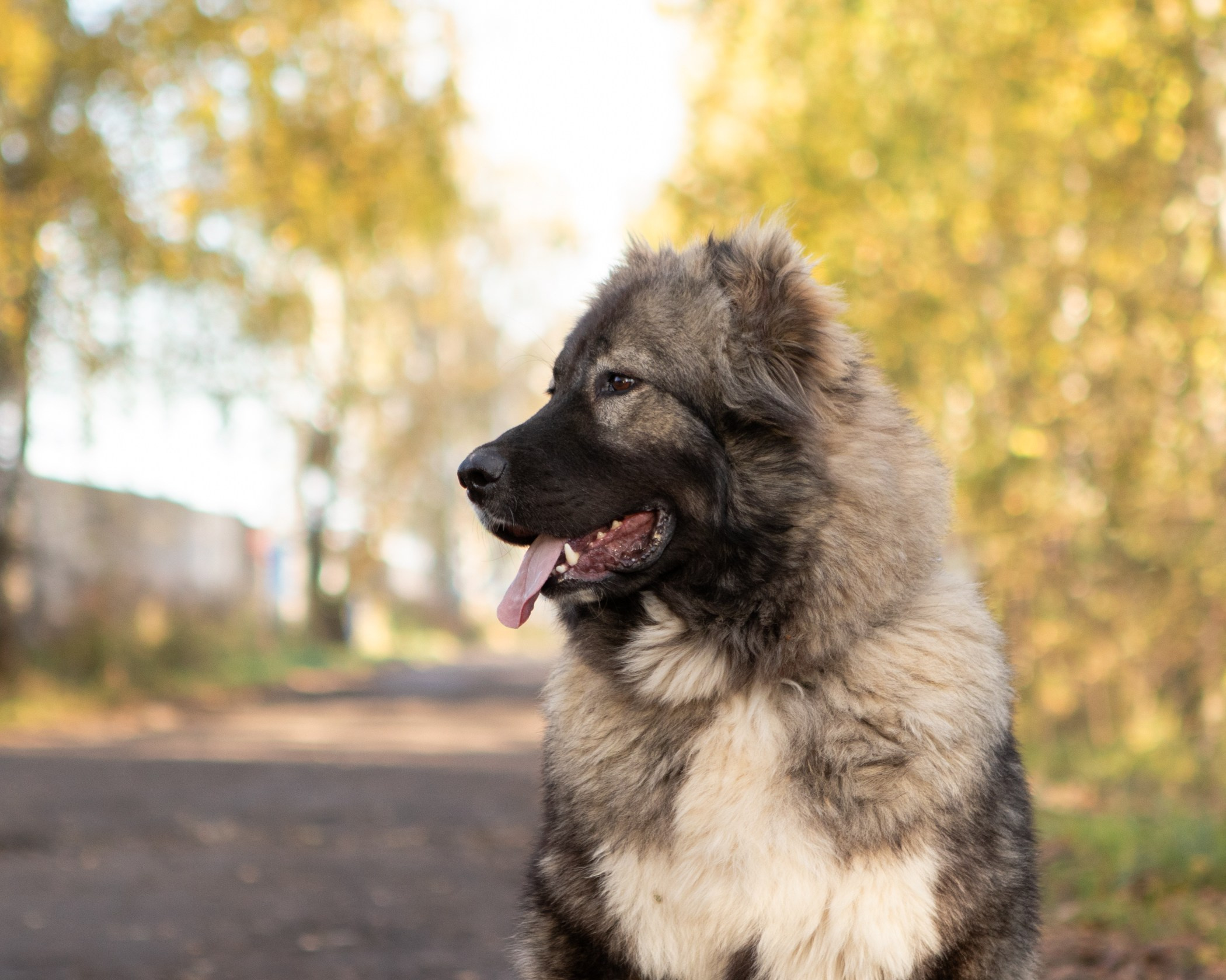 Собаки. Фотограф-анималист Полина Колкова | Москва
