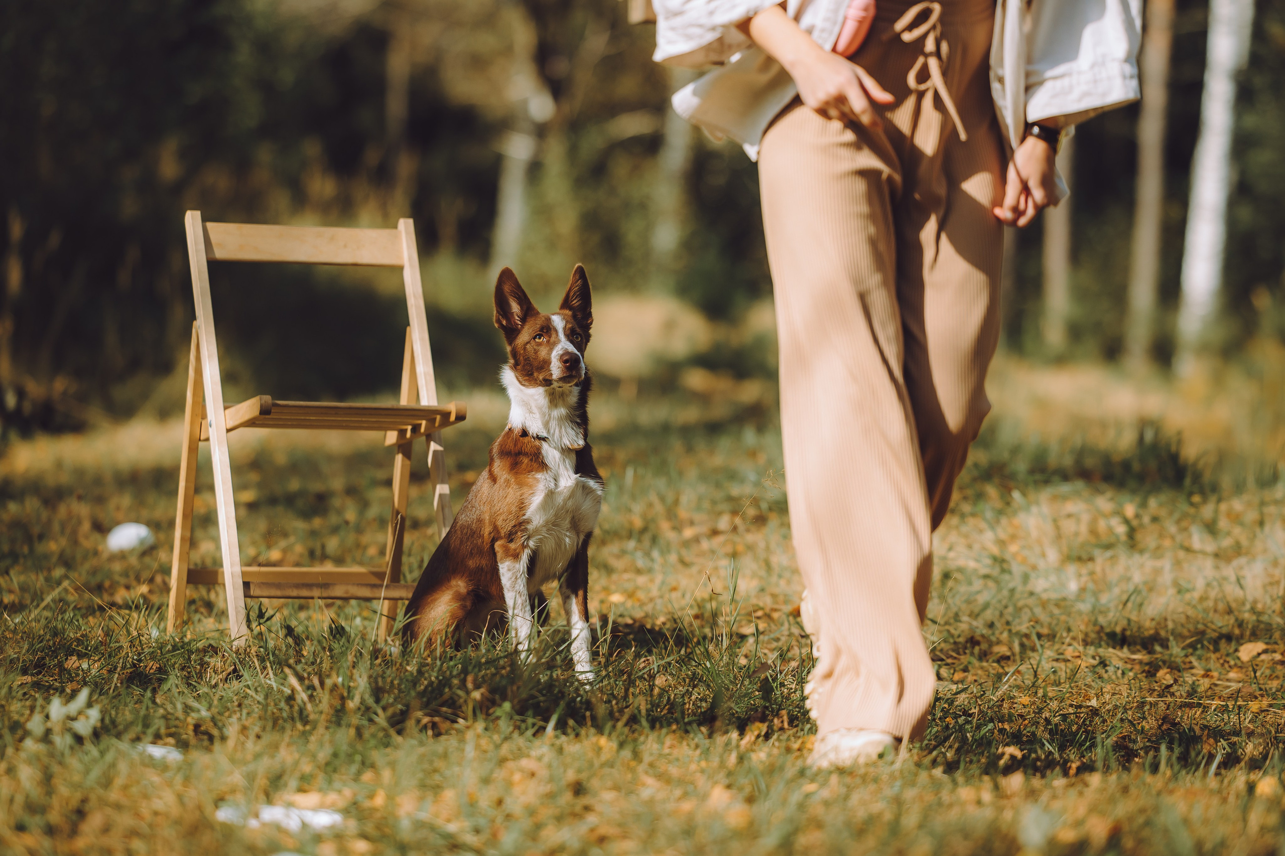 Выездной дог-тренинг от школы «Шерсть имею», Тованово