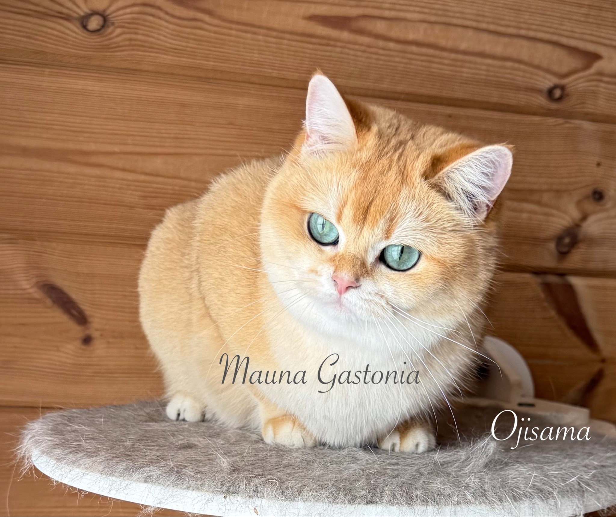 Ojisama. Mauna Gastonia