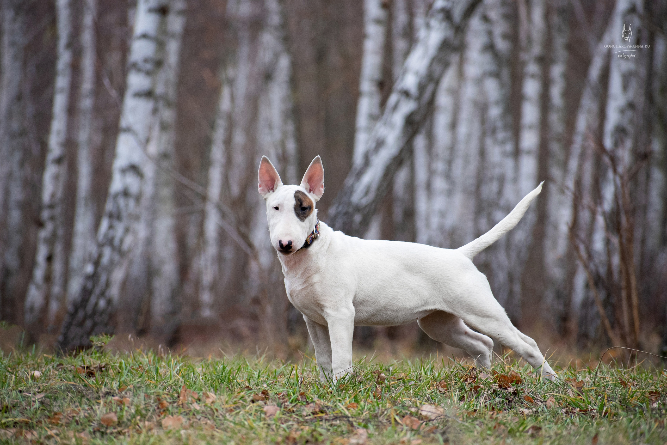 Фотопрогулки. Фотограф анималист в Ростове I Гончарова Анна