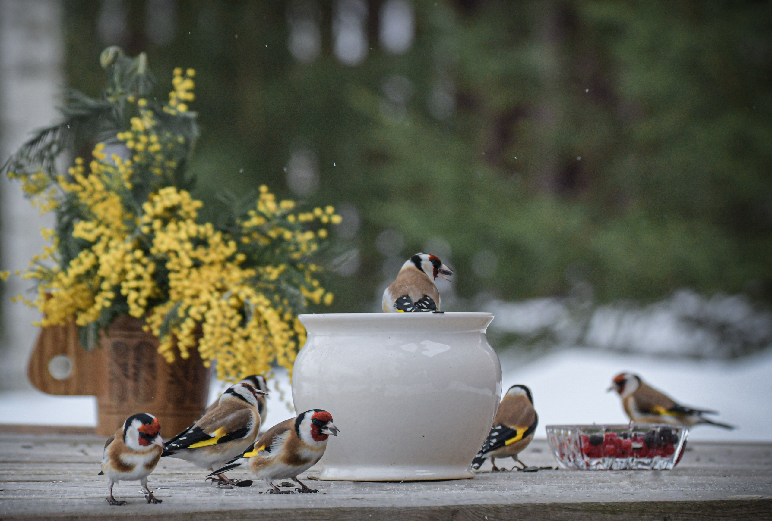 Натюрморты с птицами. В созвучии с природой. Фотограф Светлана В. Пронина, Москва
