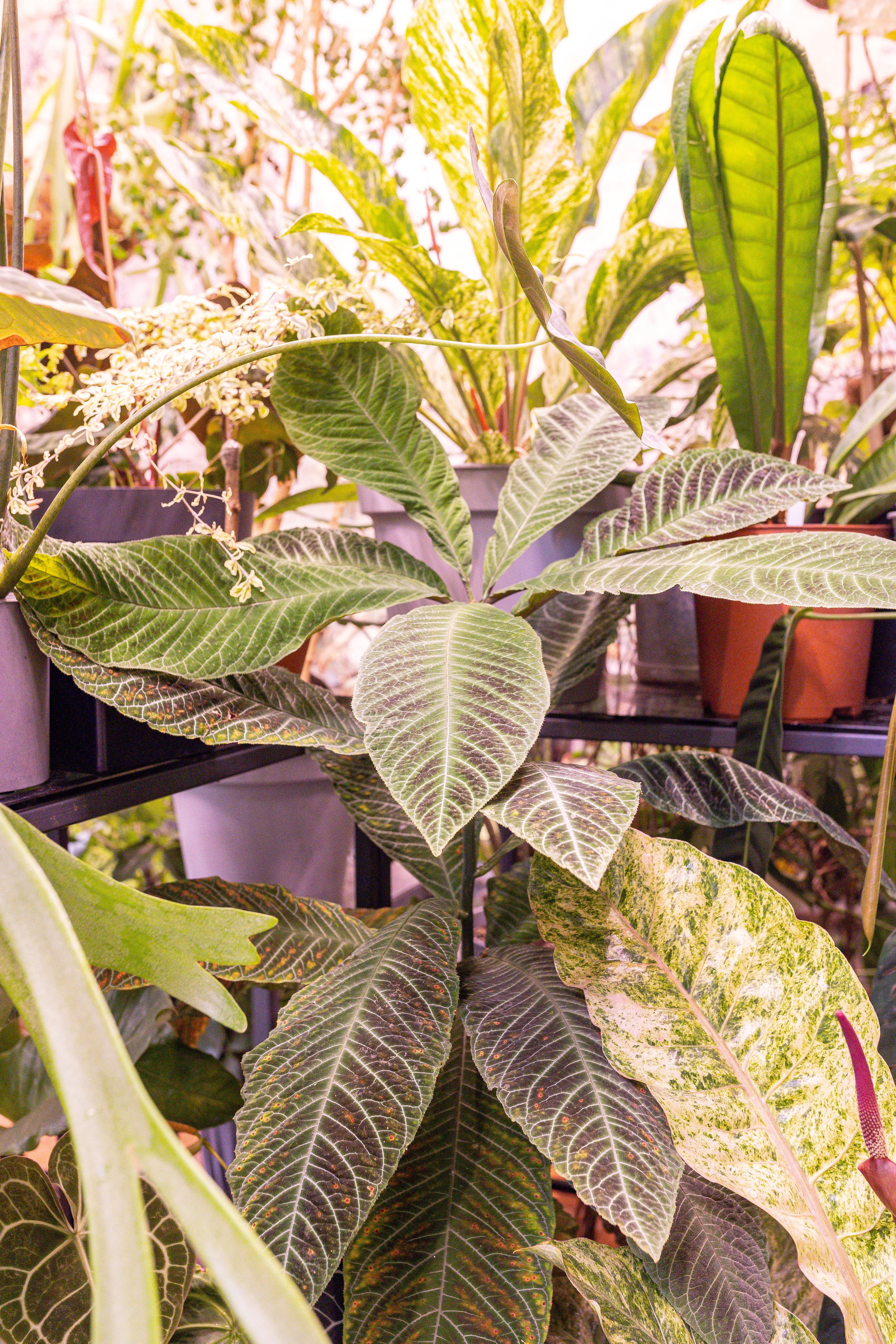 Green rare июнь 2025. Александра Куликова фотограф, Москва