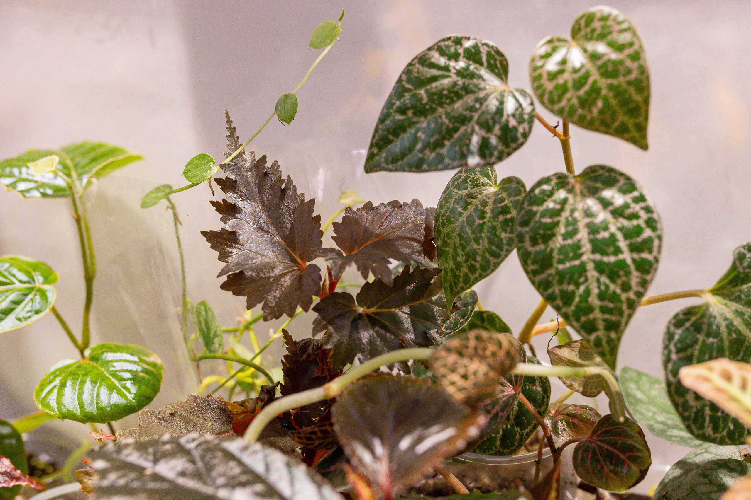 Ярмарка Green Rare 20.09.25. Александра Куликова фотограф, Москва