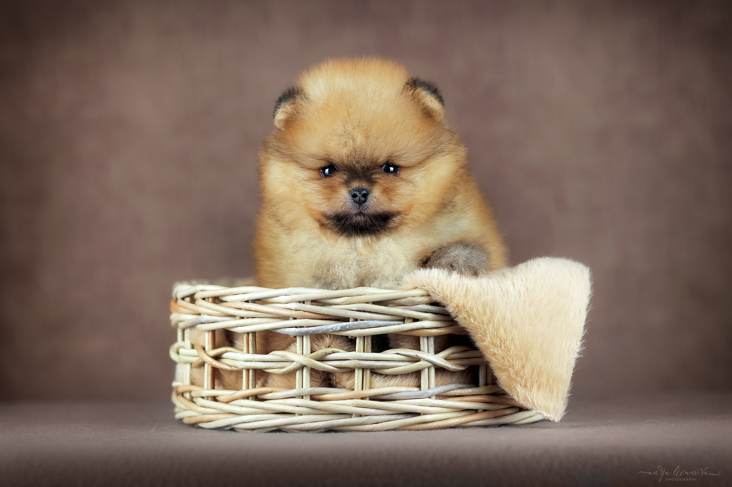 Шпицули. Фотограф анималист Аня Ливанова | Рыбинск