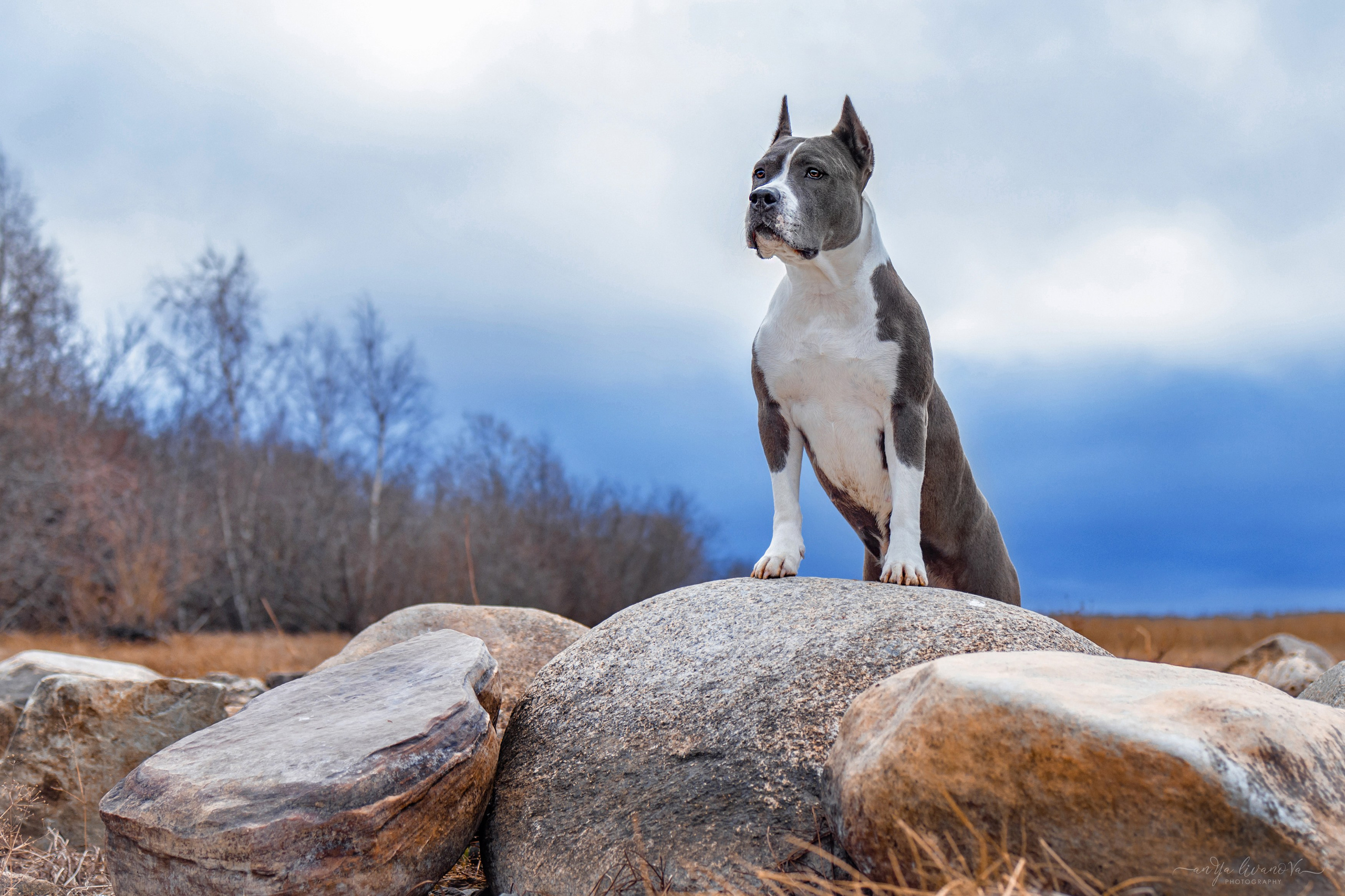 Деля. Фотограф анималист Аня Ливанова | Рыбинск