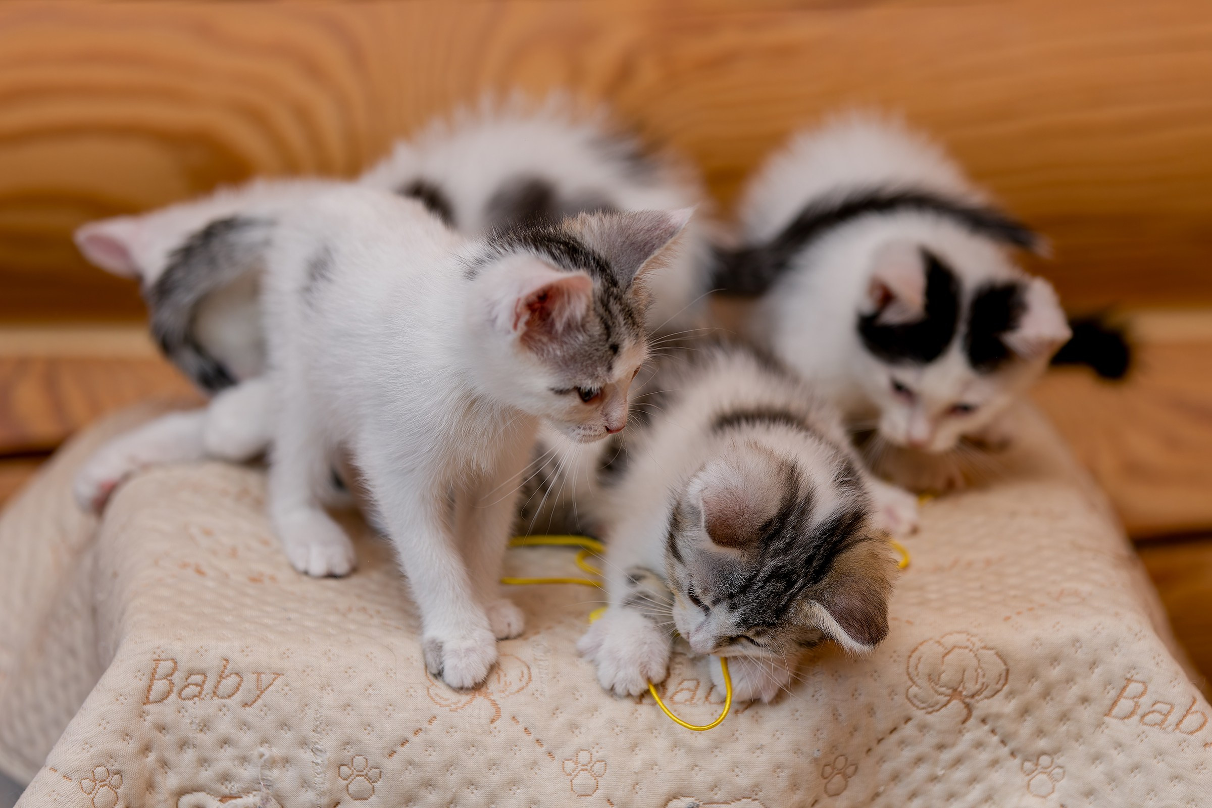 Котята. Irenephoto.ru