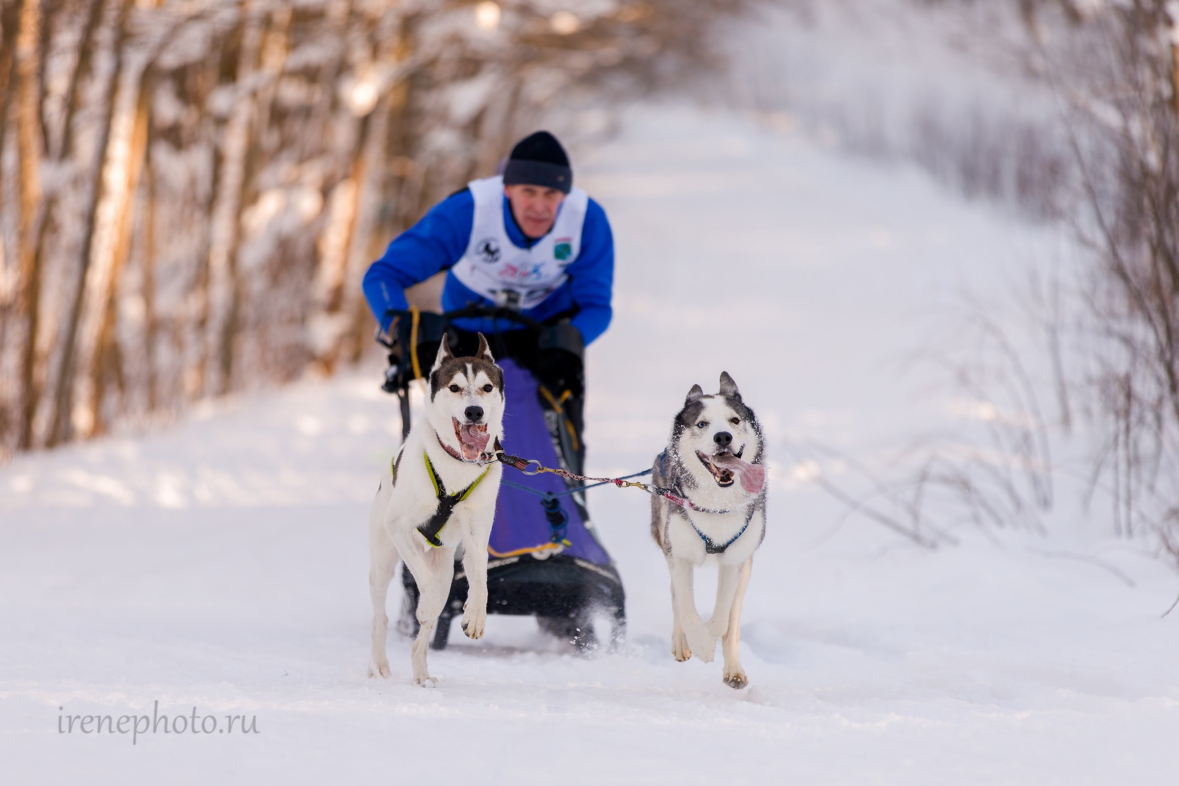 Чемпионат и Первенство Ленобласти — зима 2026. Irenephoto.ru