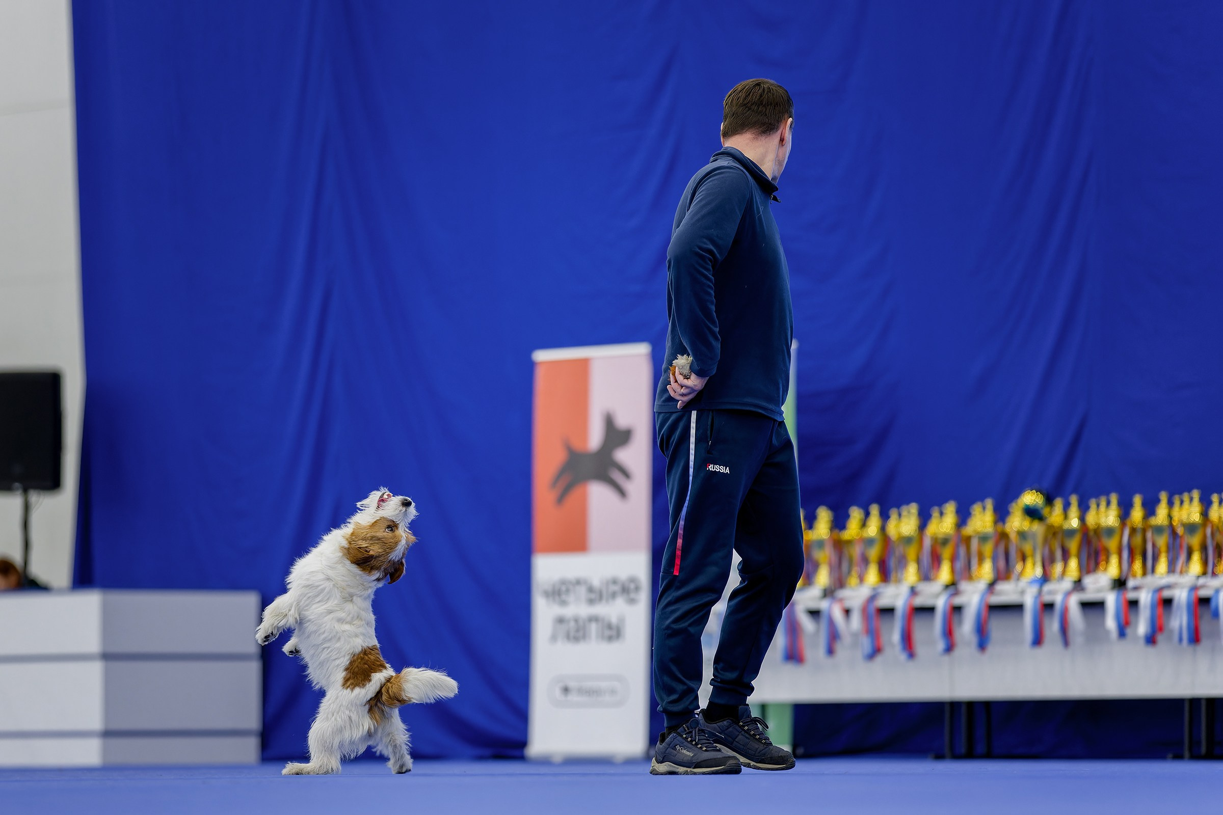 Танцы с собаками. Зоошоу 14.12.2025. Irenephoto.ru