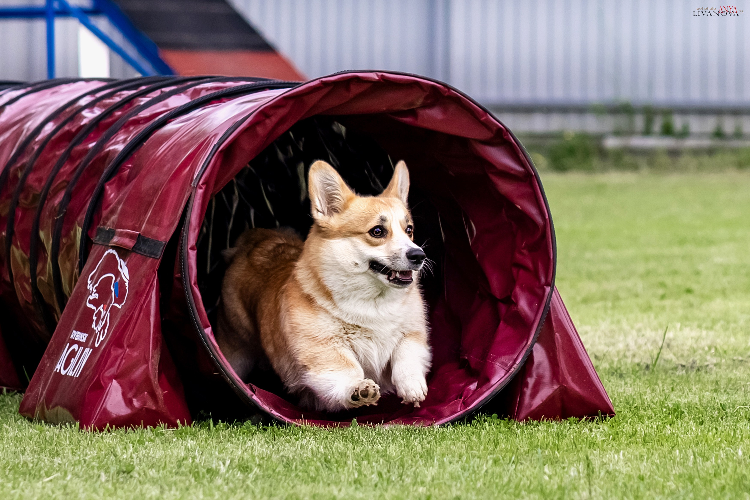 Аджилити Рыбинск. Фотограф анималист Аня Ливанова | Рыбинск
