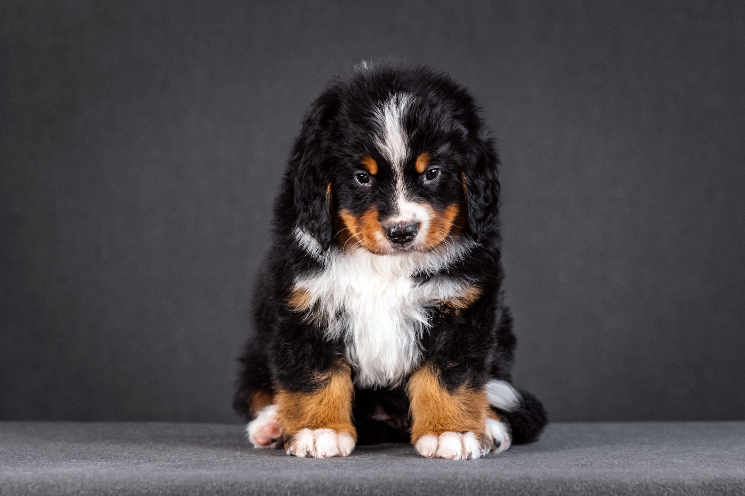 Берны. Фотограф анималист Аня Ливанова | Рыбинск