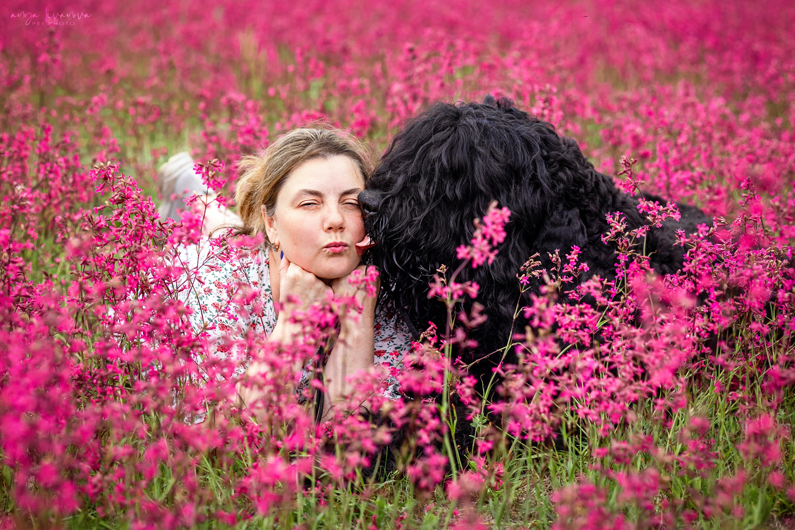Смолка клейкая. Фотограф анималист Аня Ливанова | Рыбинск