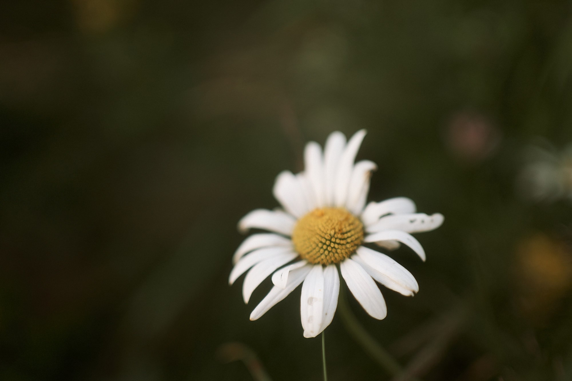 Даша, Антон, Фиби и Шейли. Фотограф анималист Москва Дарья