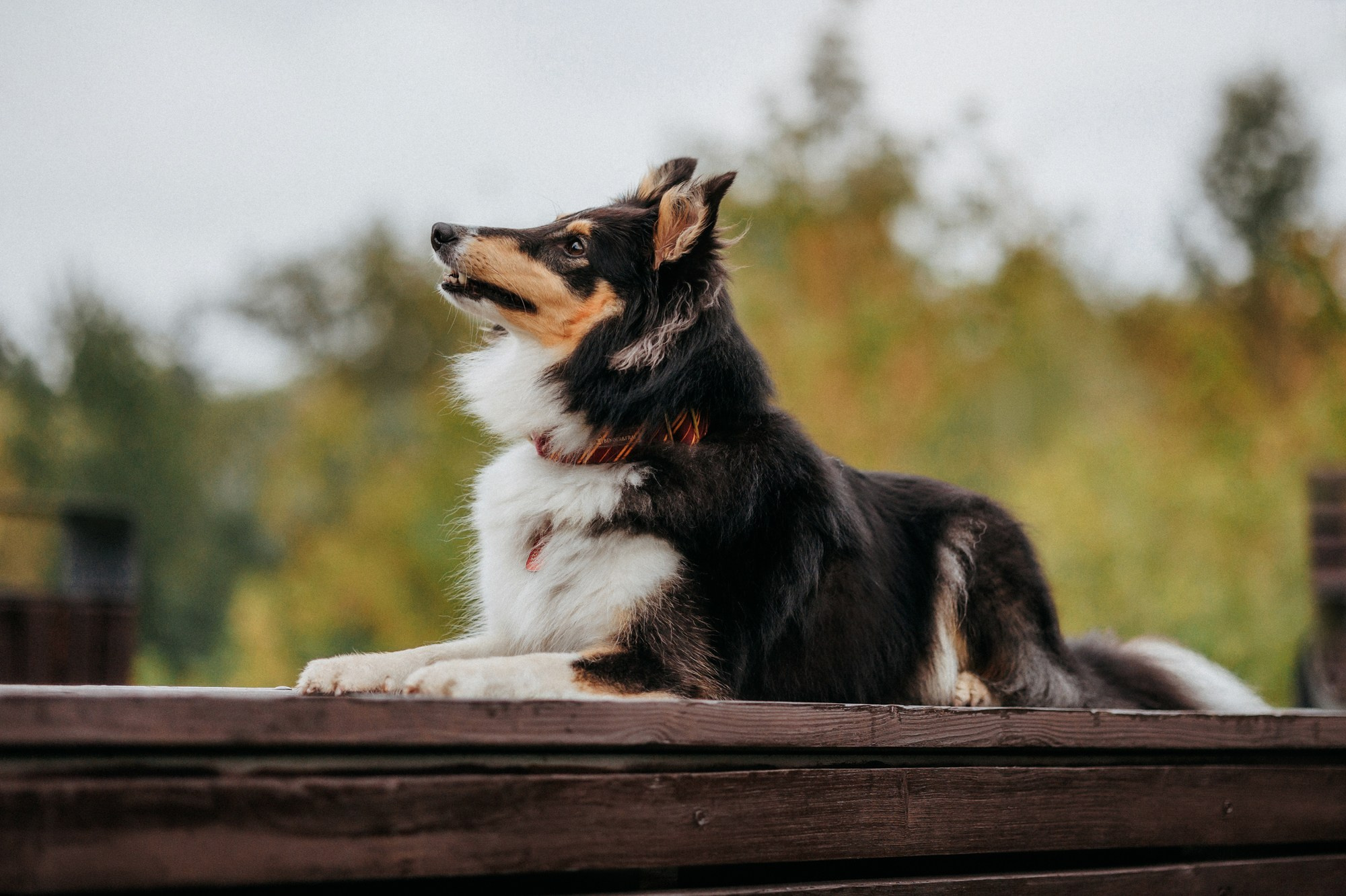 Федор, Саша и Груша. Фотограф-анималист Елена Радченко, Москва
