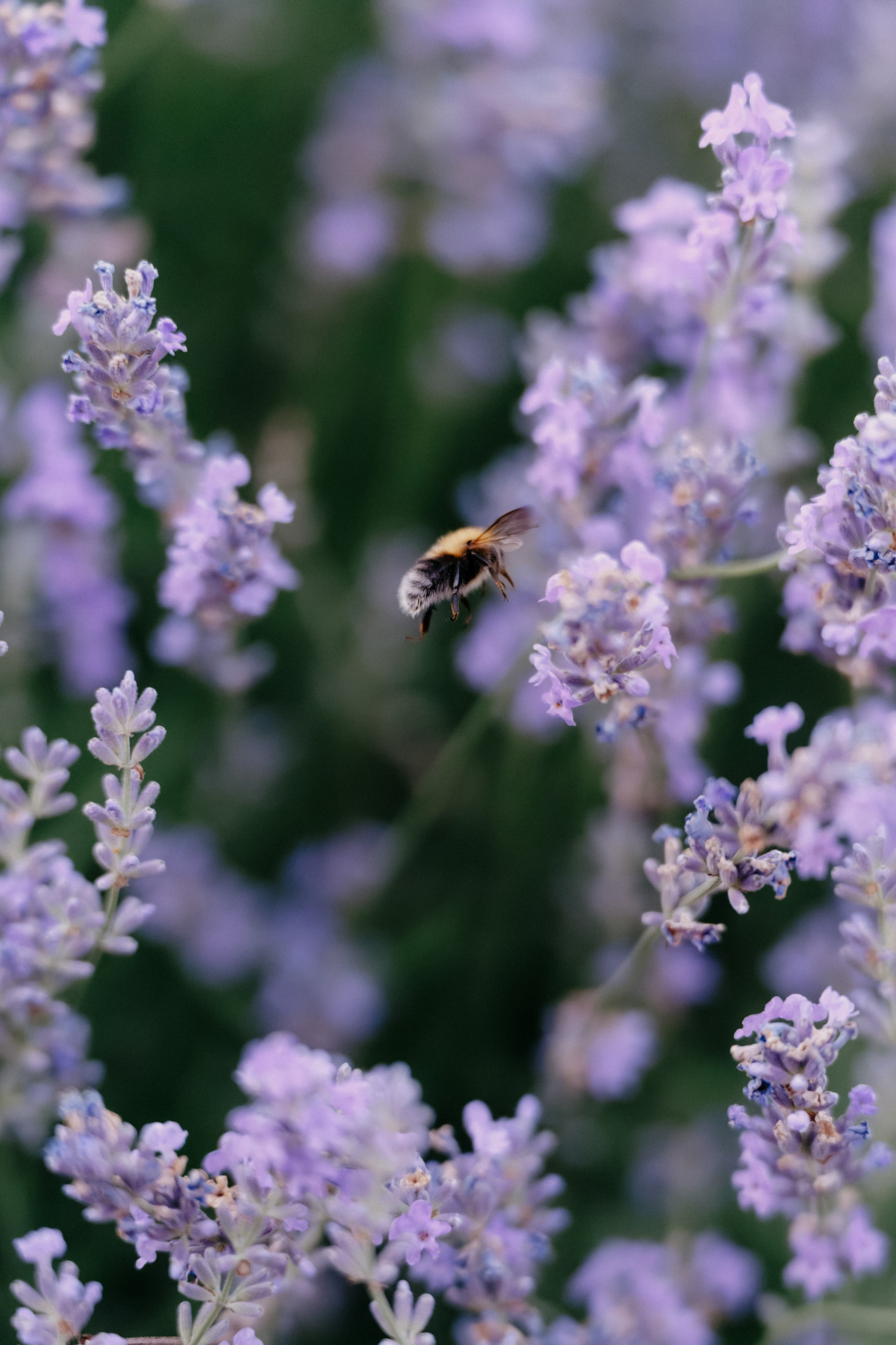 Фестиваль роз. Фотограф в Москве Дмитрий Рогов