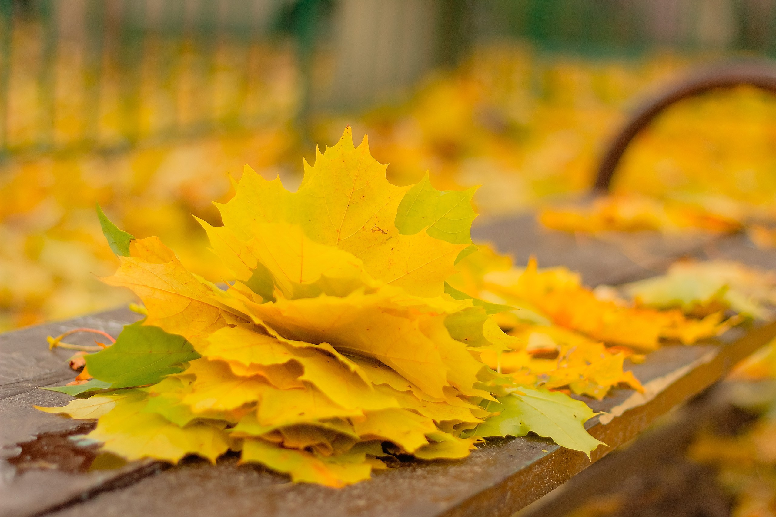 Свет и Цвет. Аmat Victoria Сuram