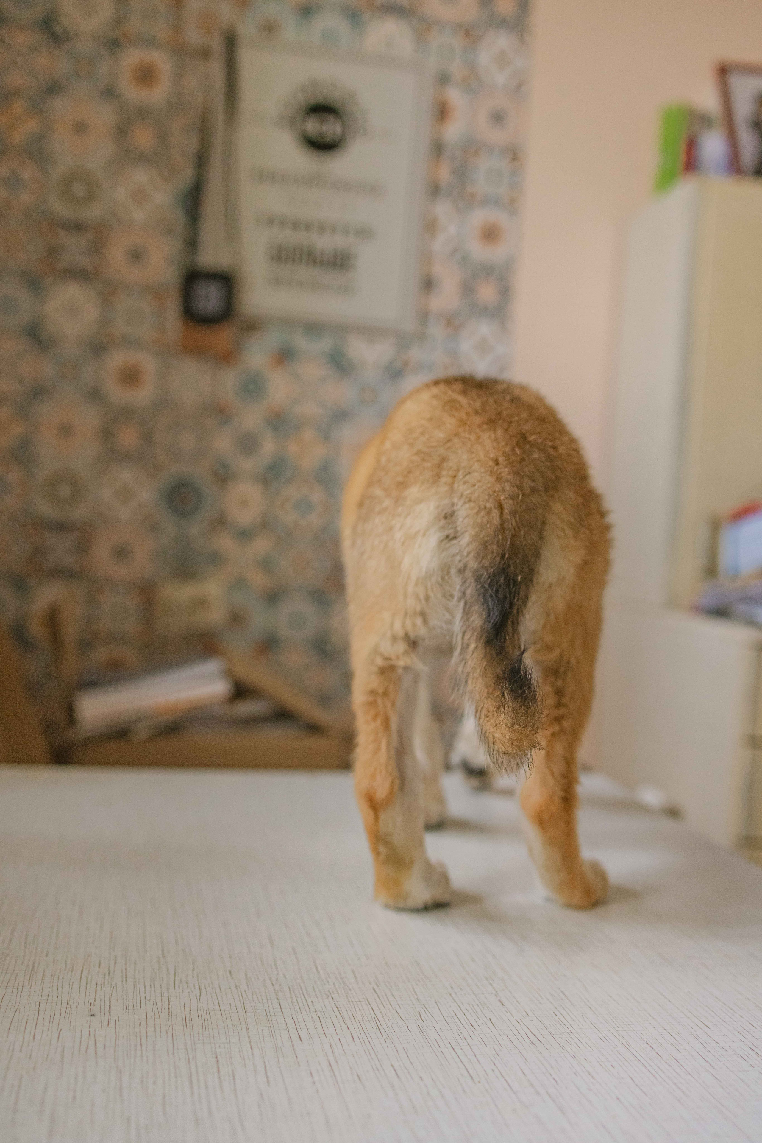 Щеночки на кухне. Фотограф-анималист в Москве Лера Черноног