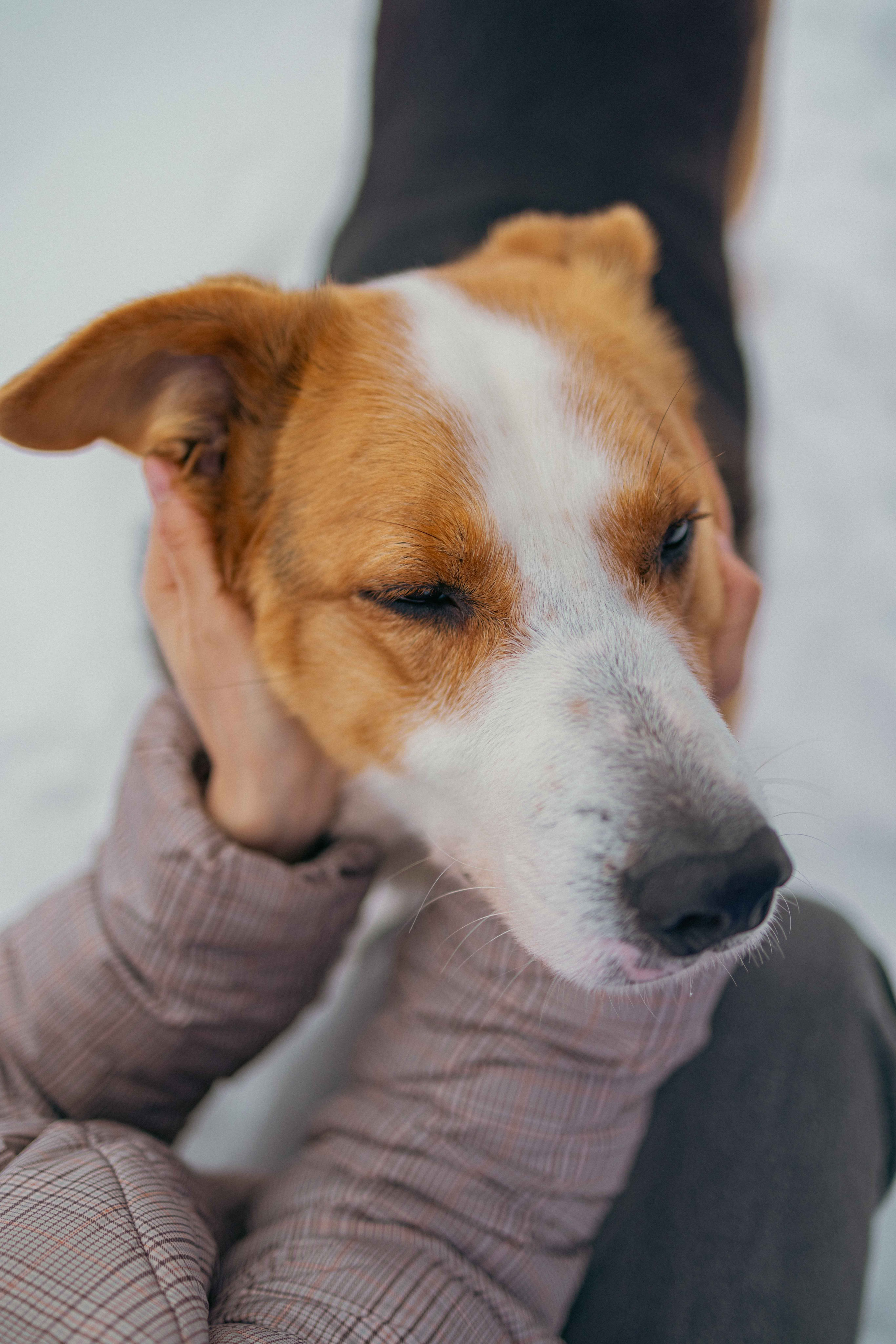 Петя. Фотограф-анималист в Москве Лера Черноног
