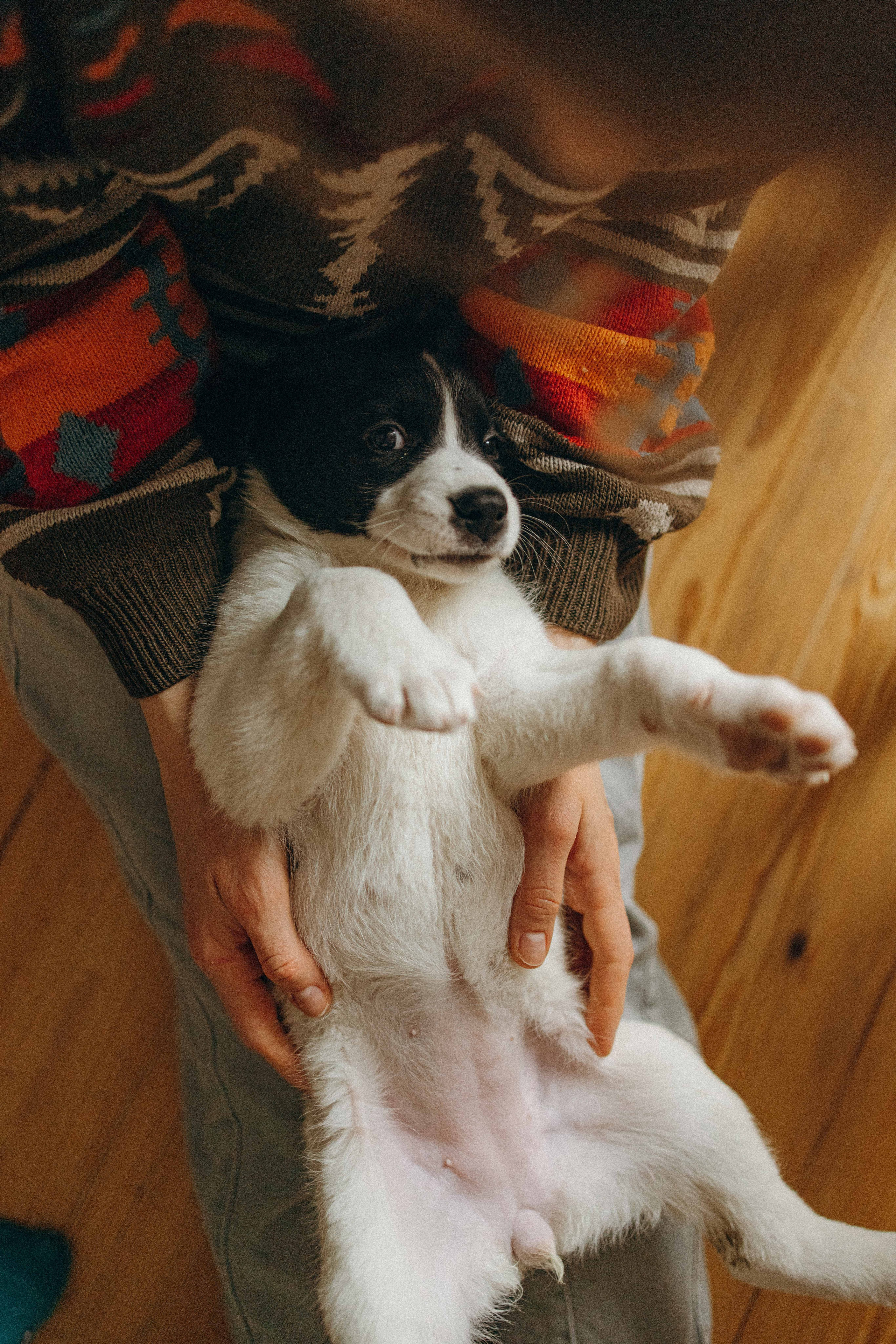 Щеночки. Фотограф-анималист в Москве Лера Черноног