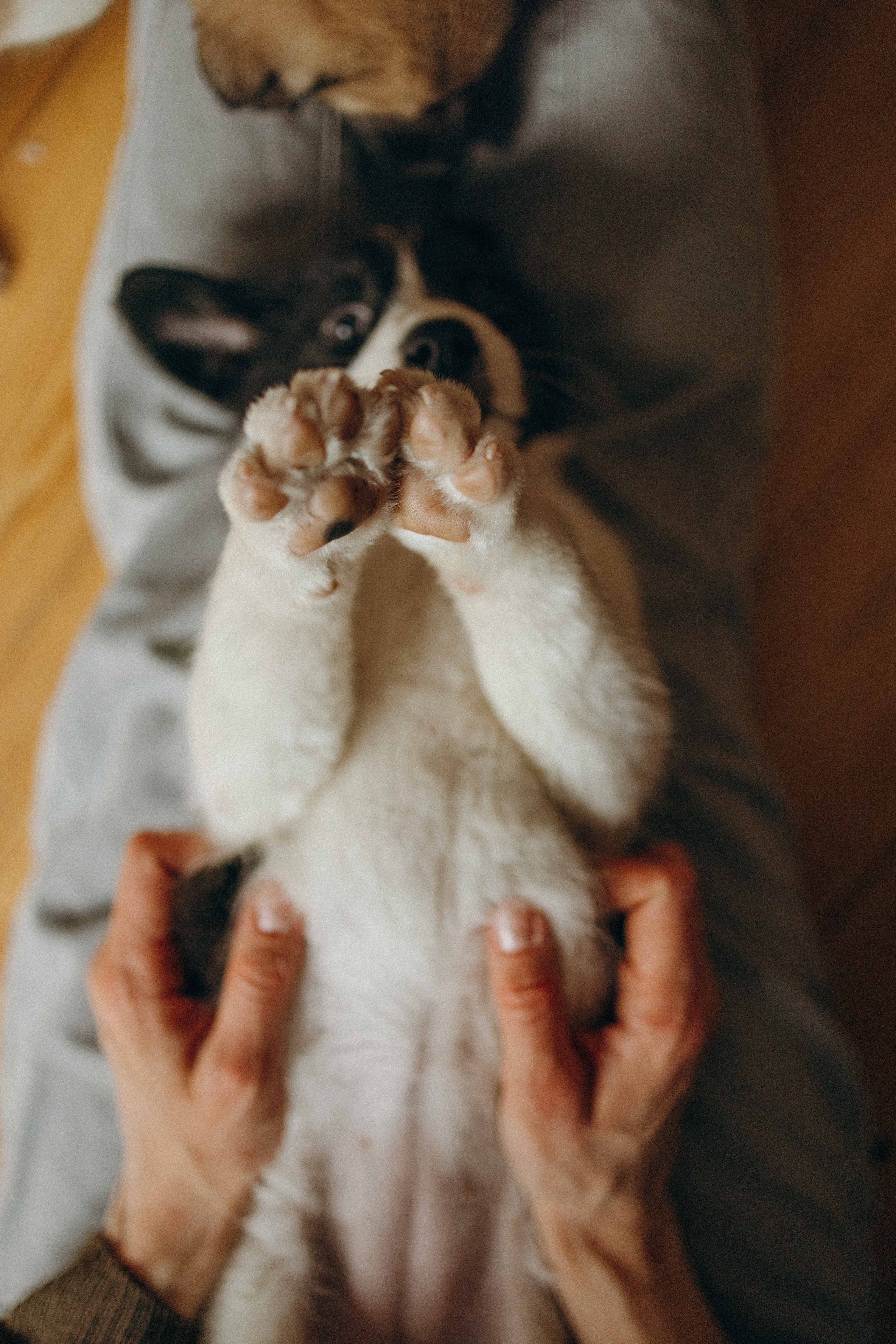 Щеночки. Фотограф-анималист в Москве Лера Черноног