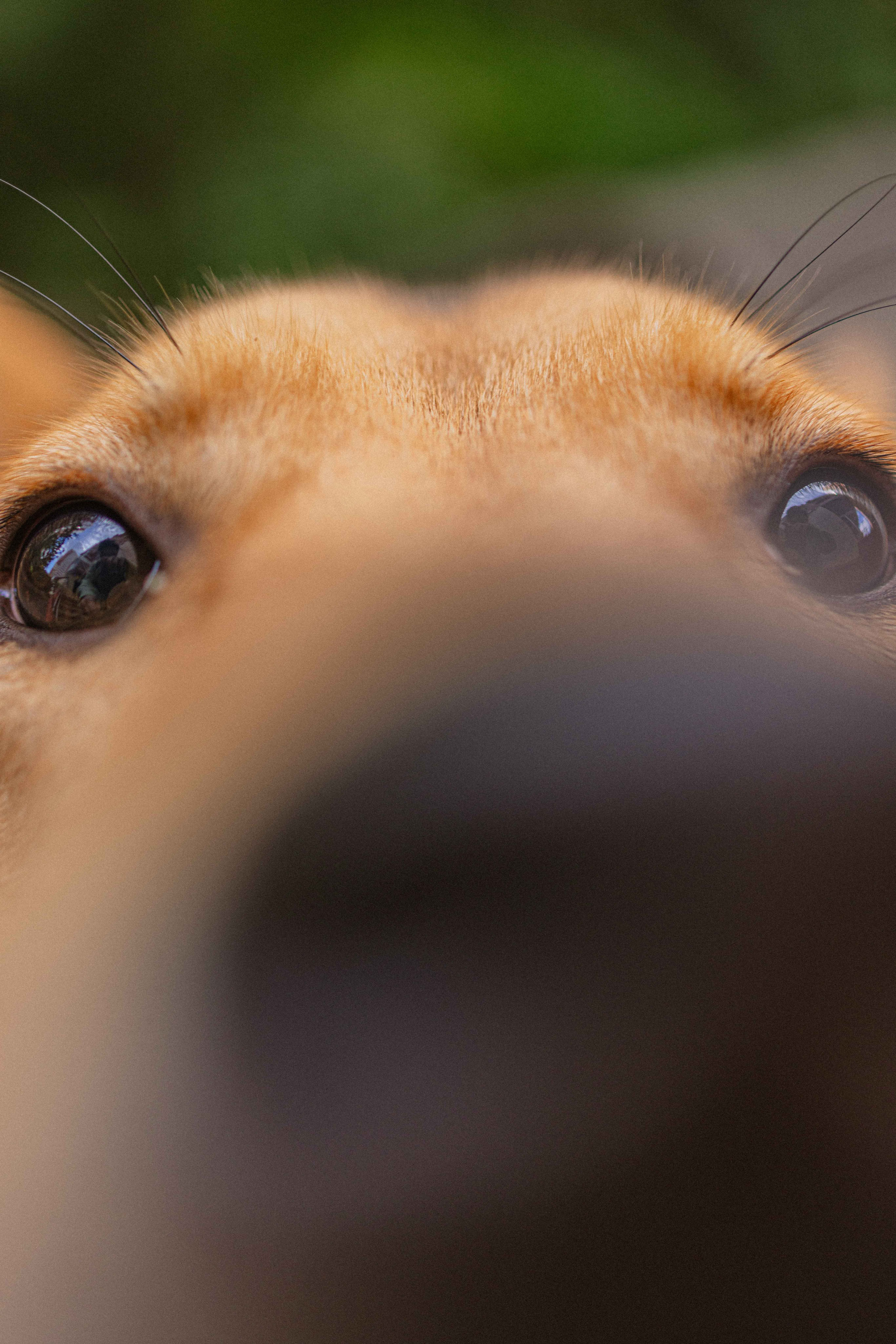Джеки. Фотограф-анималист в Москве Лера Черноног