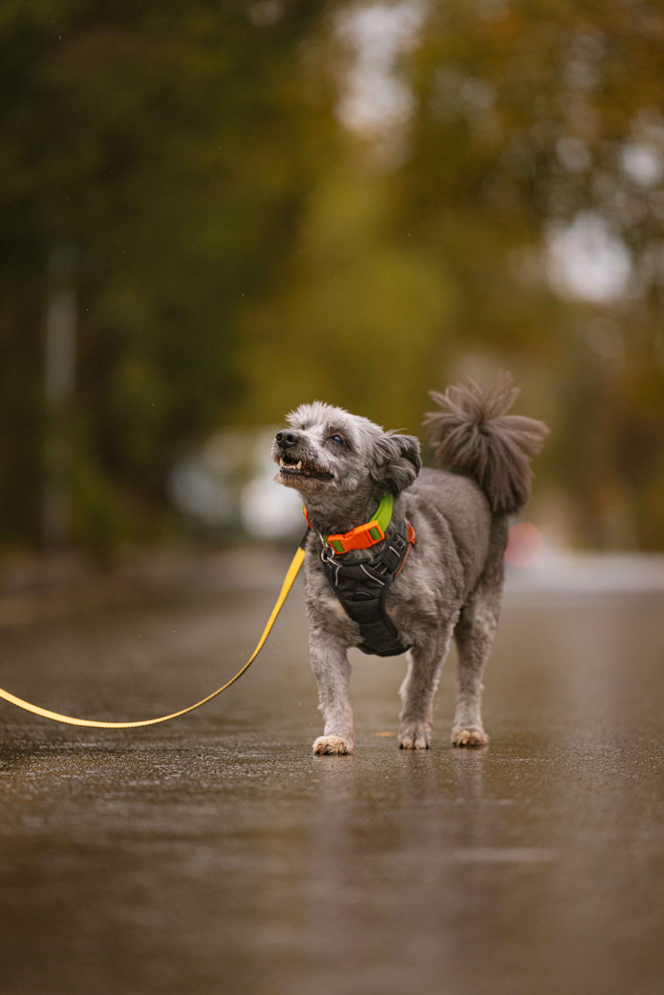 Передержка. Фотограф-анималист в Москве Лера Черноног