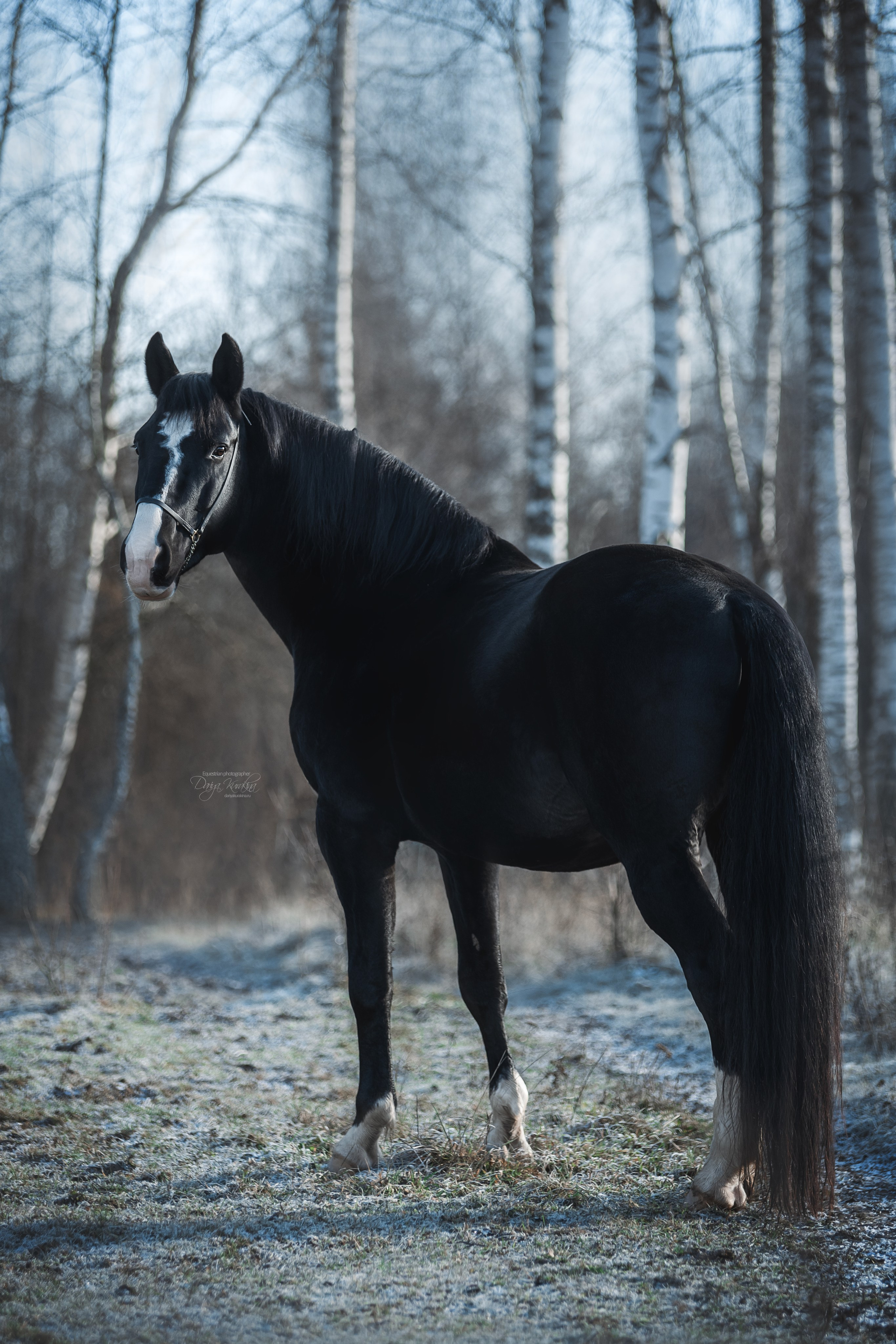 Komardins. Конный фотограф Куракина Дарья • Фотосессии с лошадьми