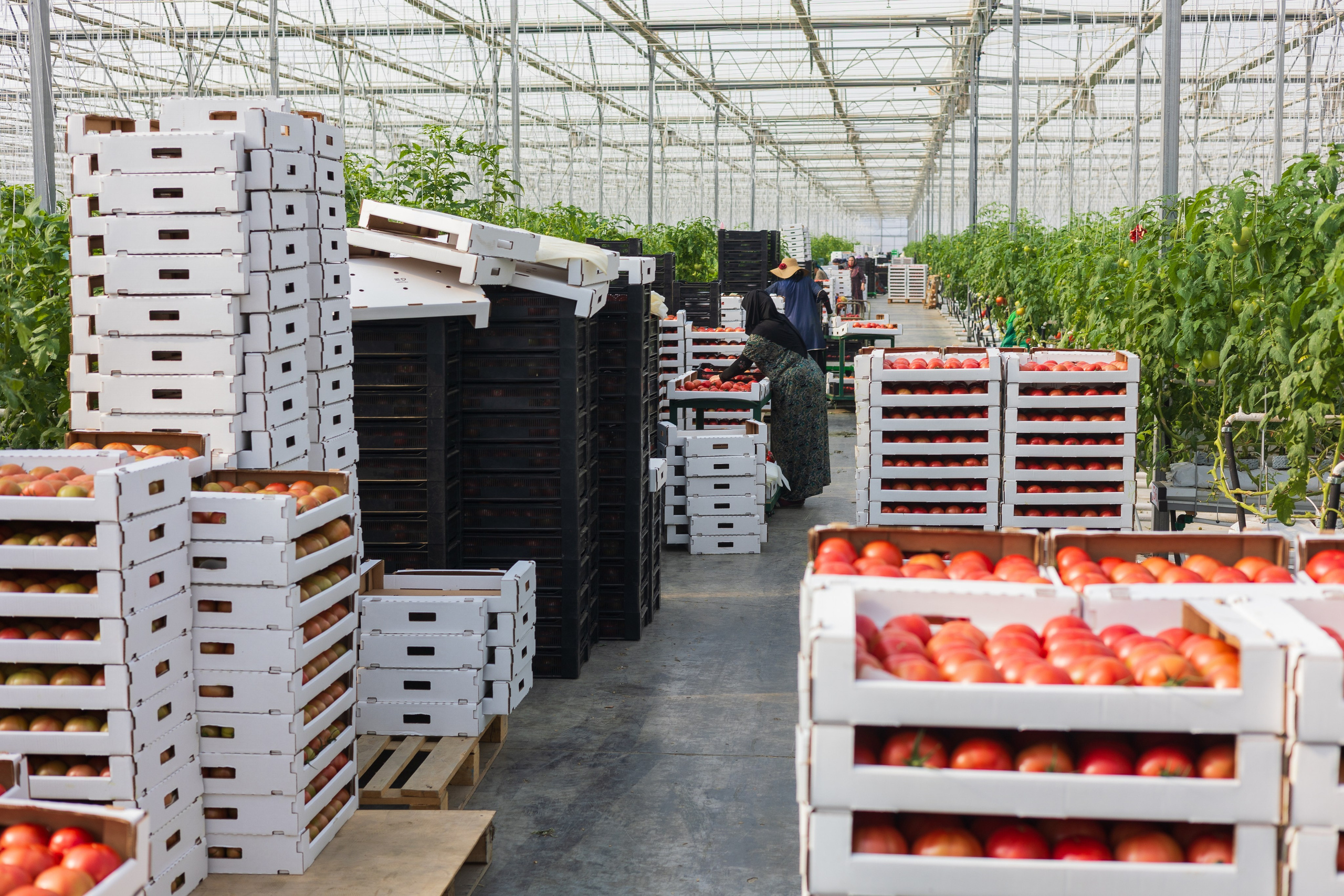 БИОЭНЕРГИЯ — Производство субстрата для теплиц, маты для выращивания