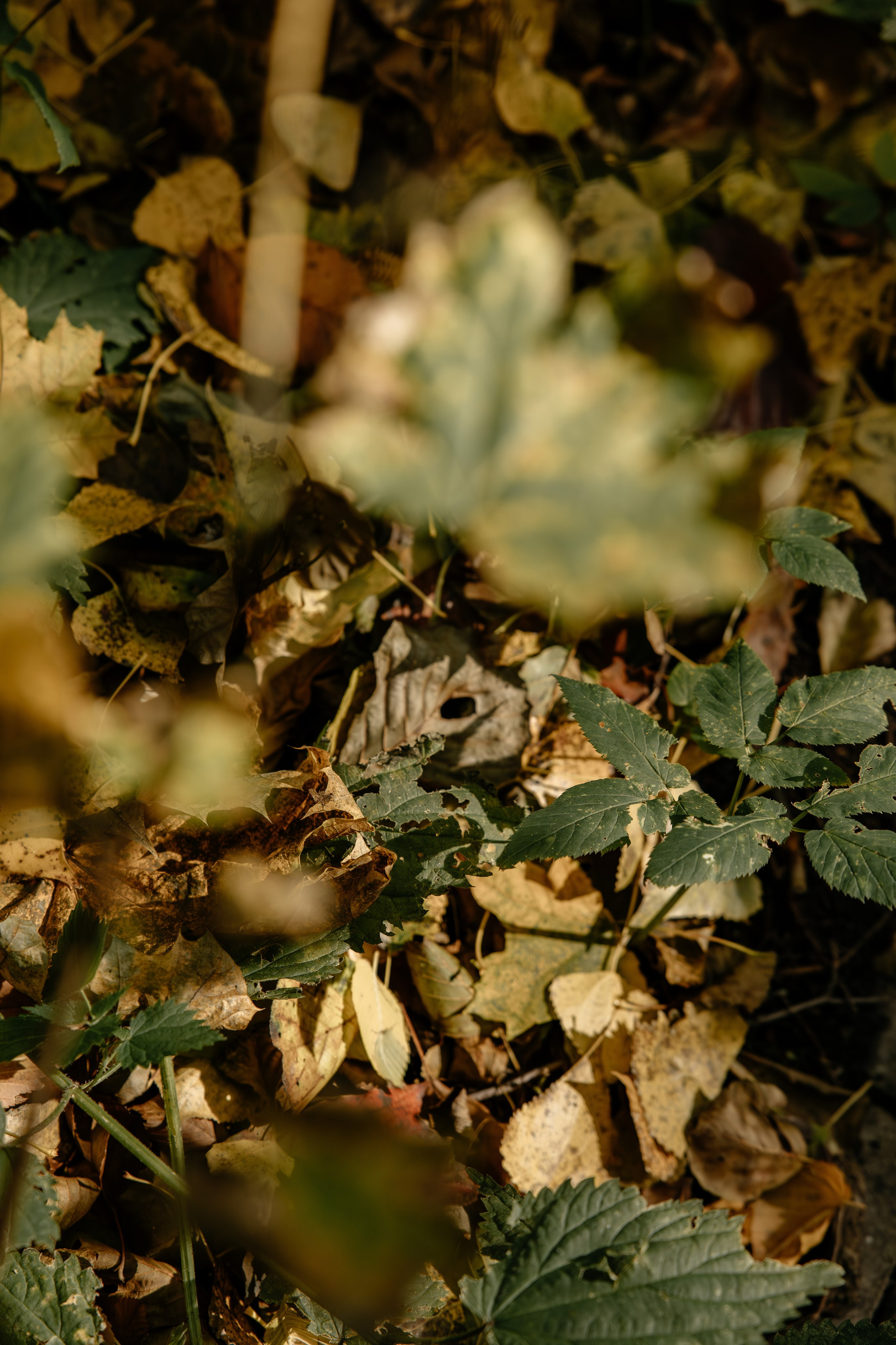 Рамиль&Светлана. Фотограф Арина Елизарова