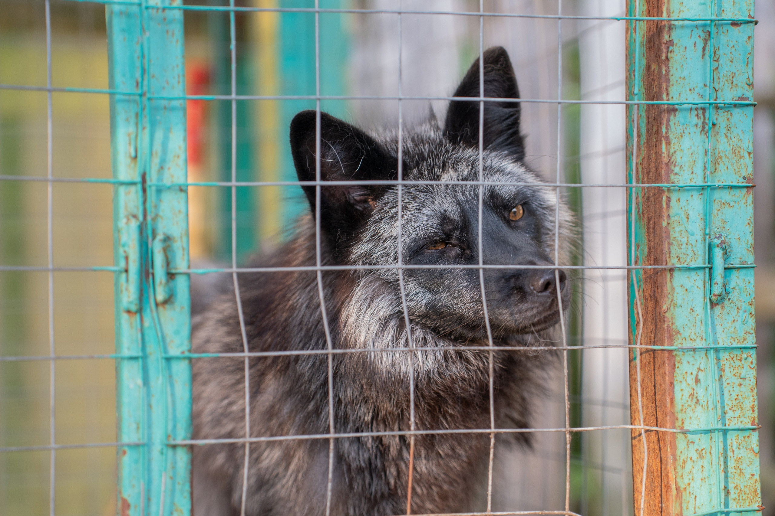 Анимализм. Портретный фотограф Олеся Владимирова в Москве