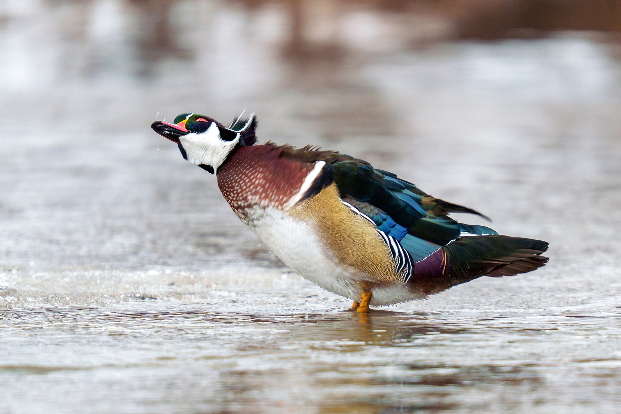 Удивительные мир птиц. Вокруг нас столько прекрасного — присмотритесь!. Ваш личный фотограф Марина Волкова