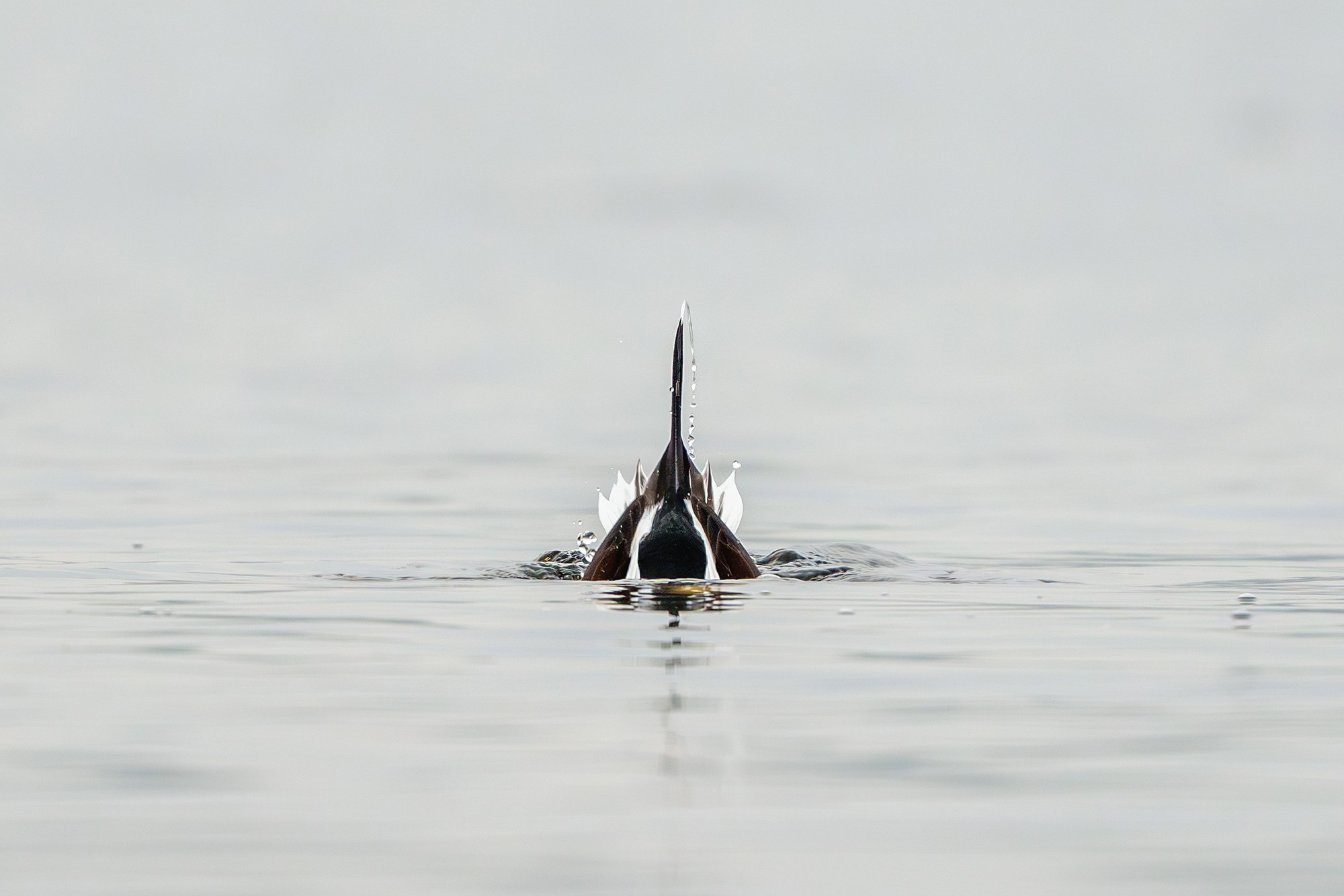 Удивительные мир птиц. Вокруг нас столько прекрасного — присмотритесь!. Ваш личный фотограф Марина Волкова
