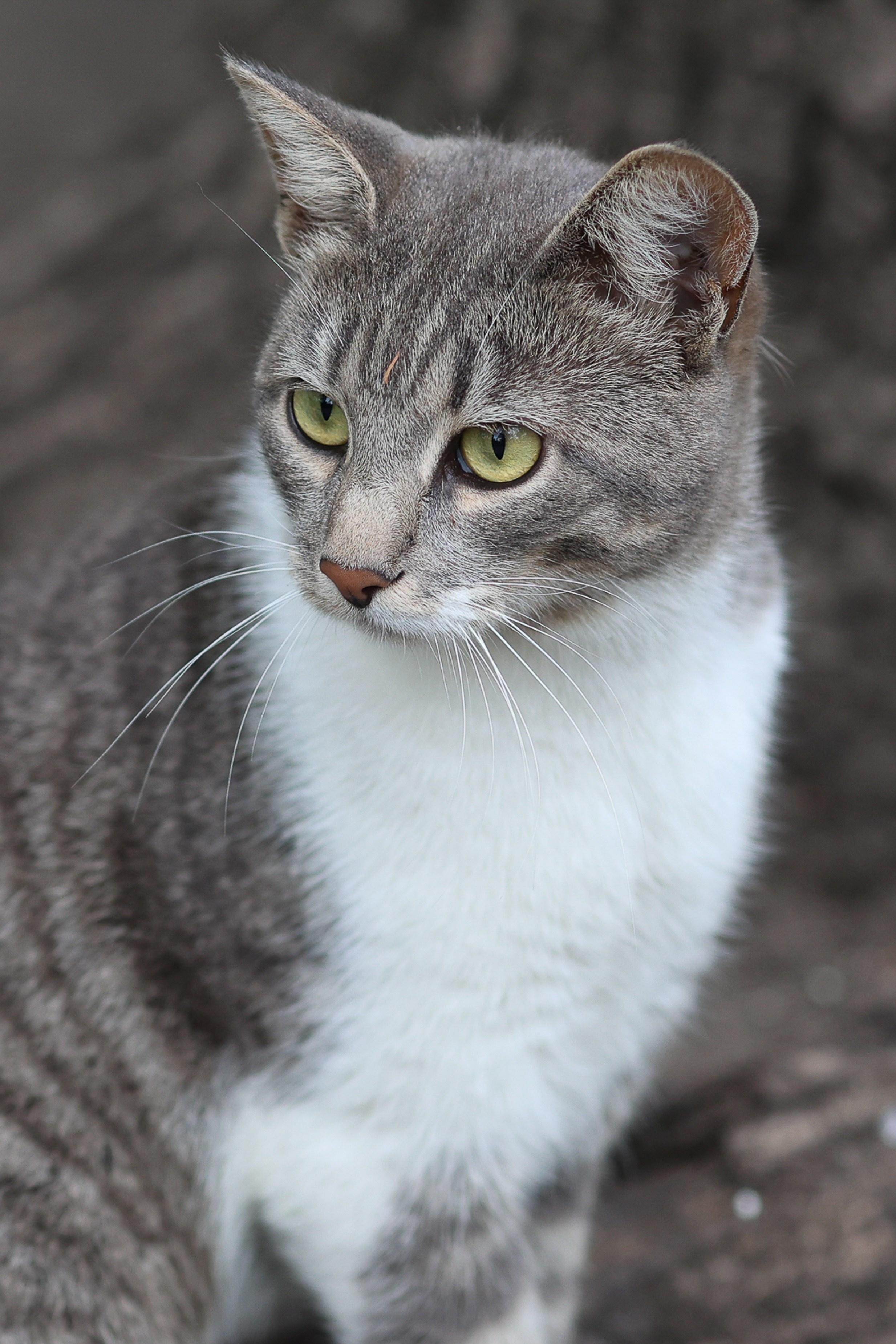 В мире животных. Фотограф Дмитрий Алексеев