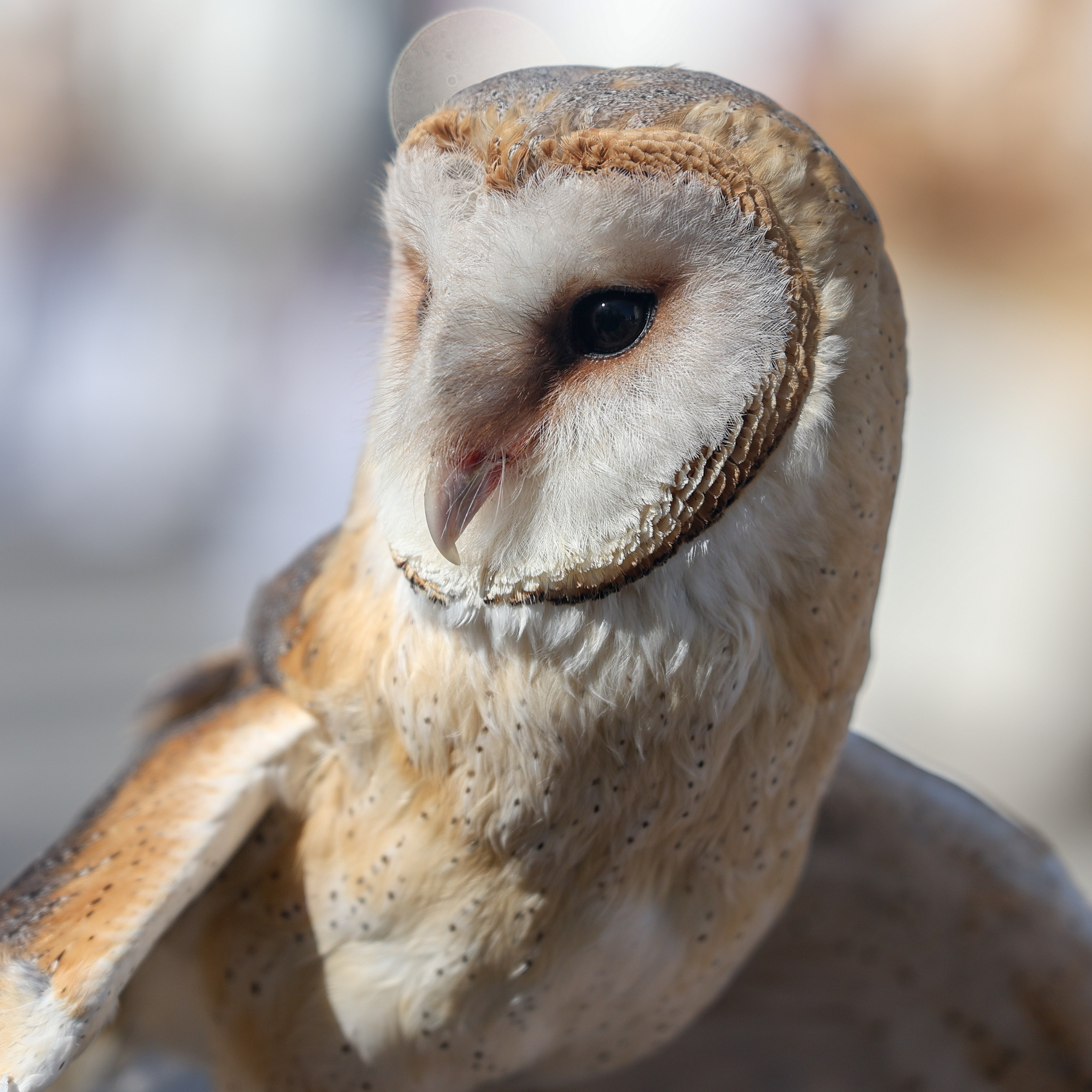 В мире животных. Фотограф Дмитрий Алексеев