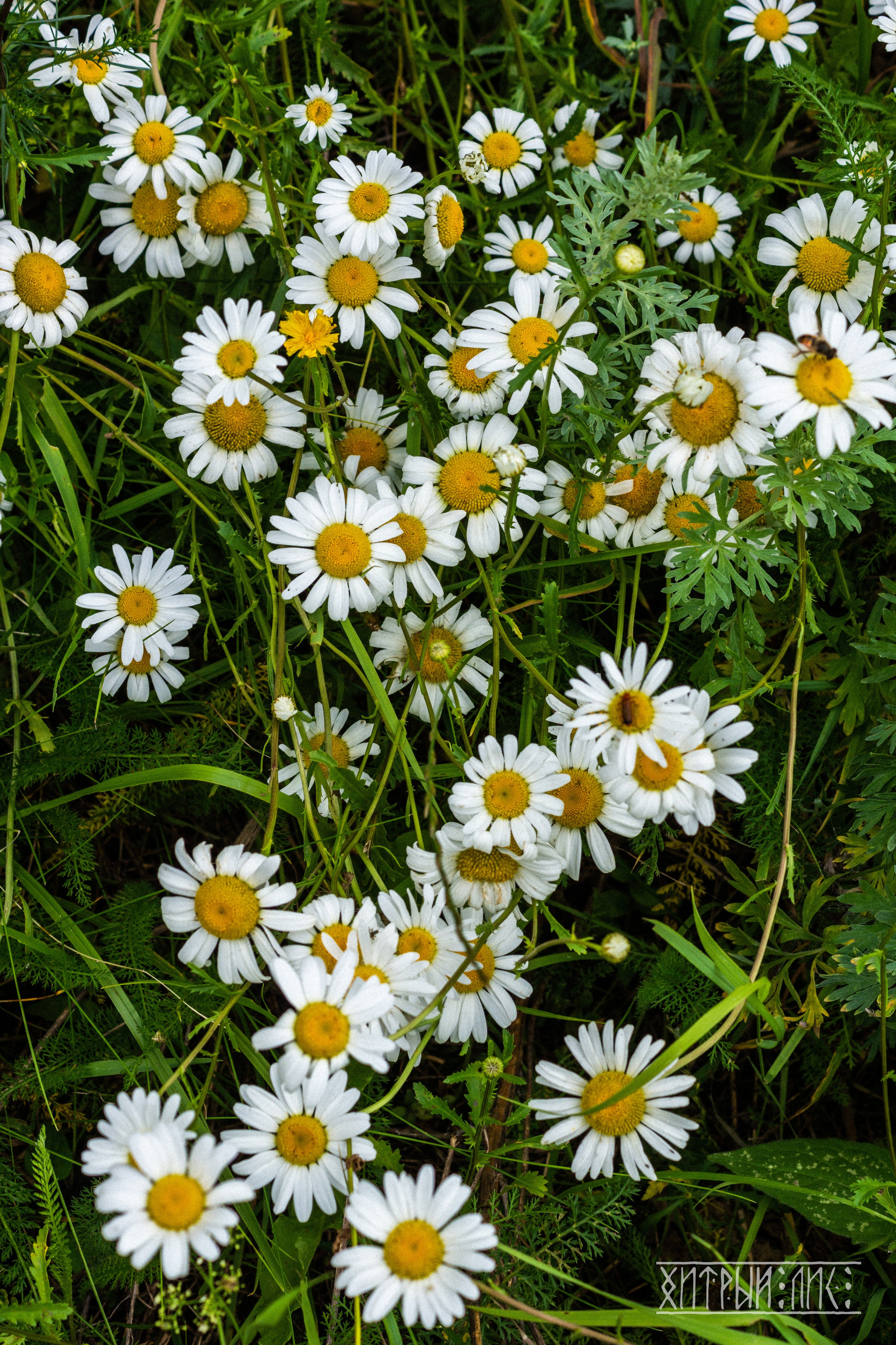 Беларусь. Фотограф-путешественник Самойлов Максим «Sly Fox»