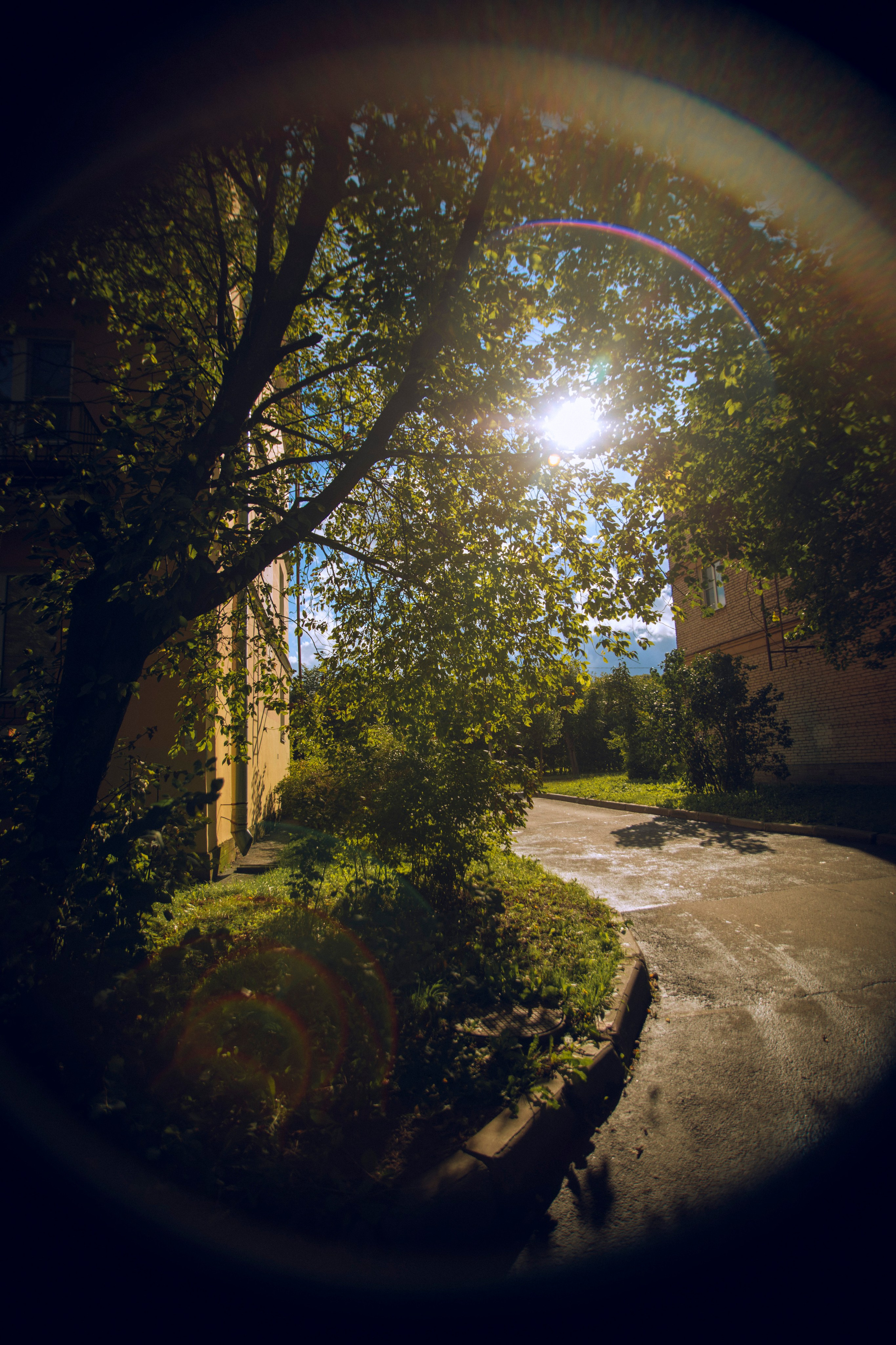 Из наблюдений. Плак или Квак