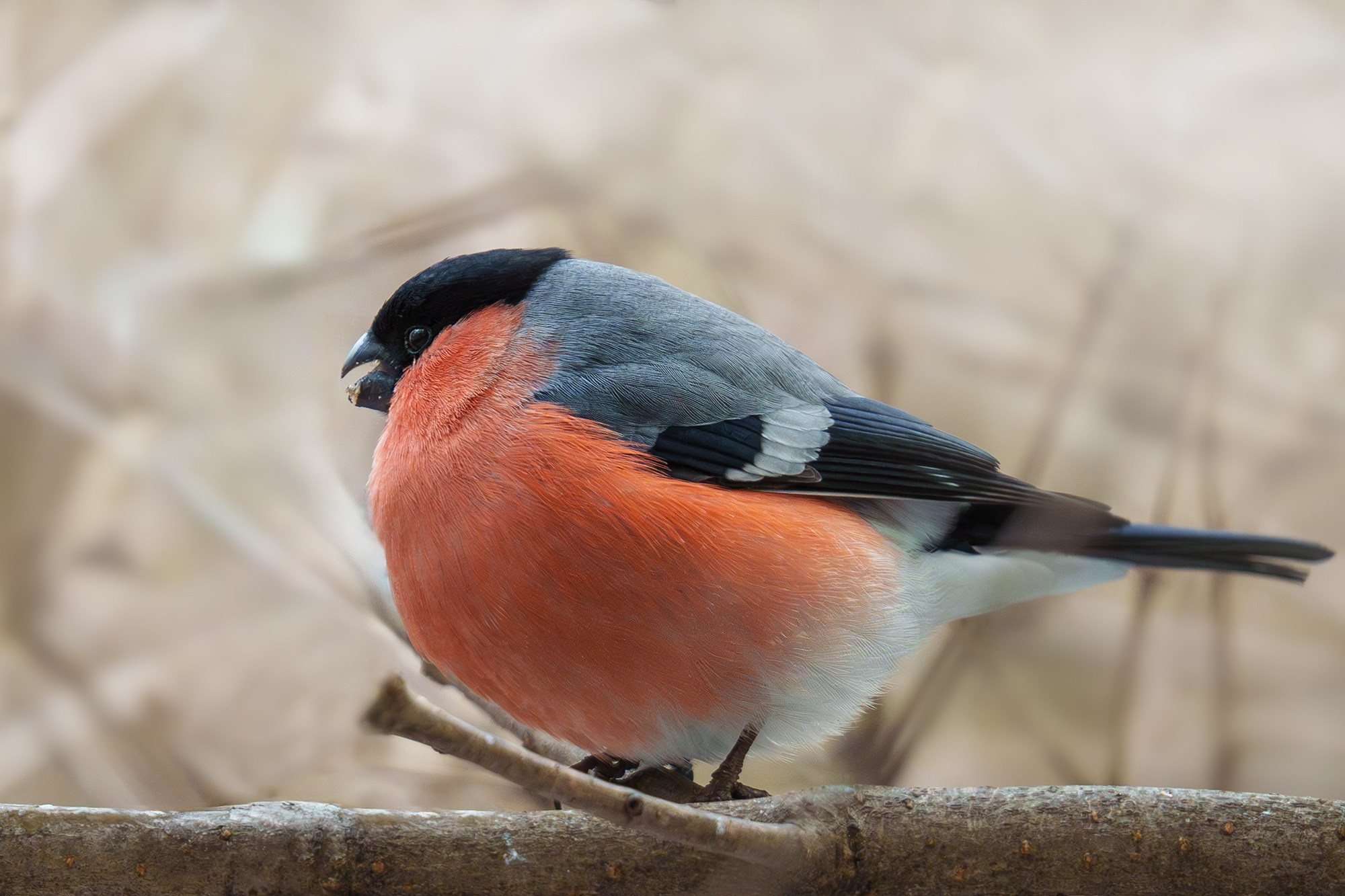 Удивительные мир птиц. Вокруг нас столько прекрасного — присмотритесь!. Ваш личный фотограф Марина Волкова