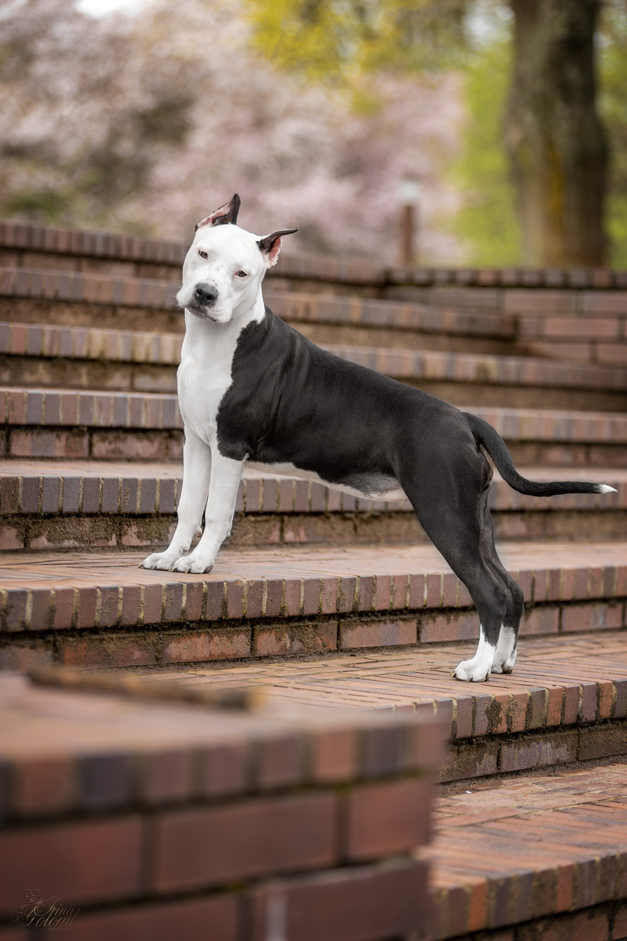 Афина и Мора, Стаффорды. Ирина Голомб|Фотограф-анималист в  Сочи и Калининграде