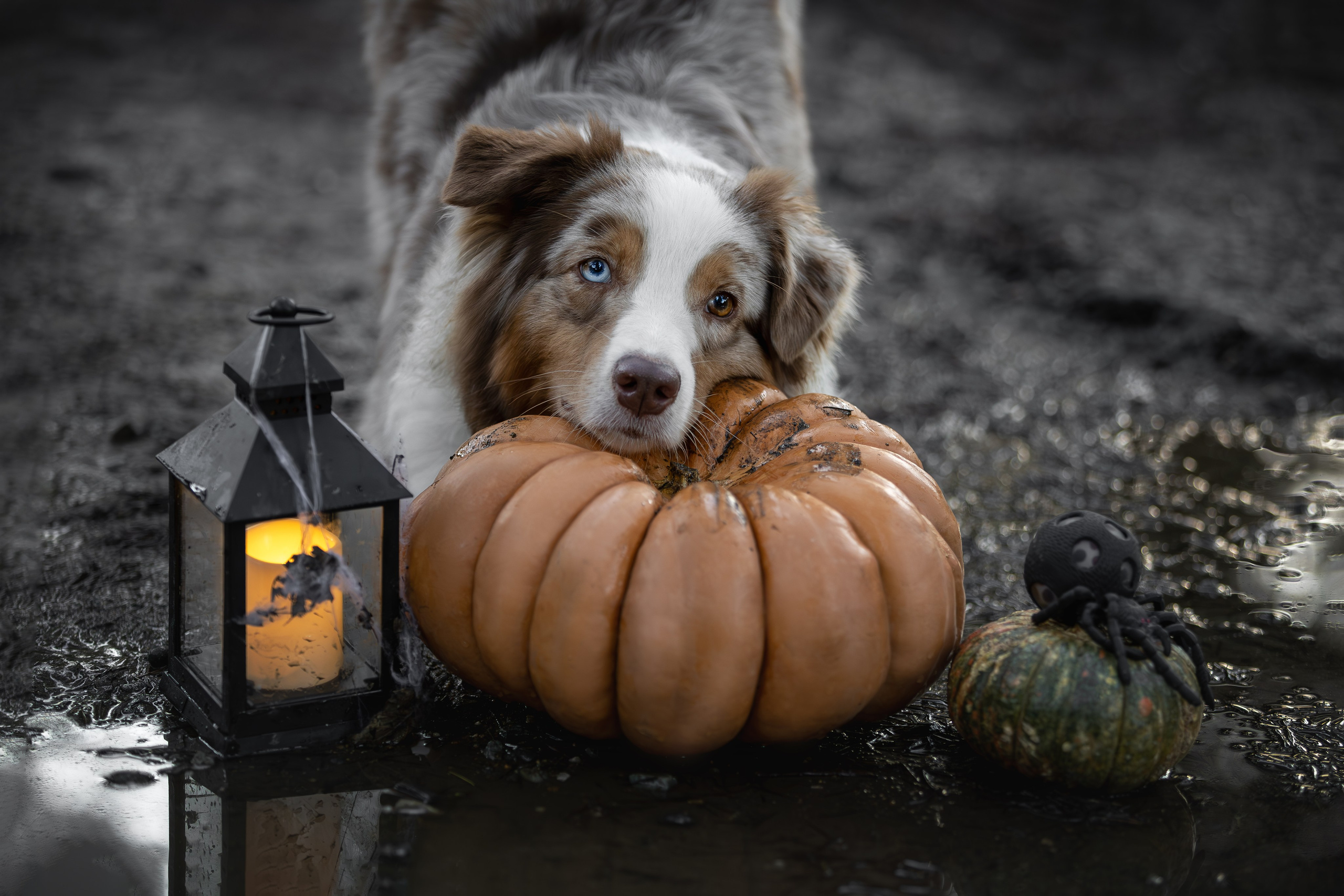 Полли, Австралийская Овчарка. Ирина Голомб|Фотограф-анималист в  Сочи и Калининграде