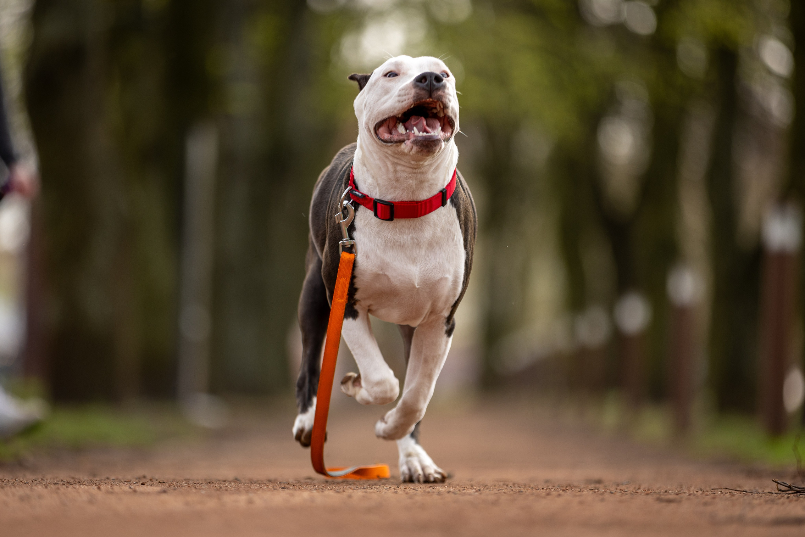 Афина и Мора, Стаффорды. Ирина Голомб|Фотограф-анималист в  Сочи и Калининграде