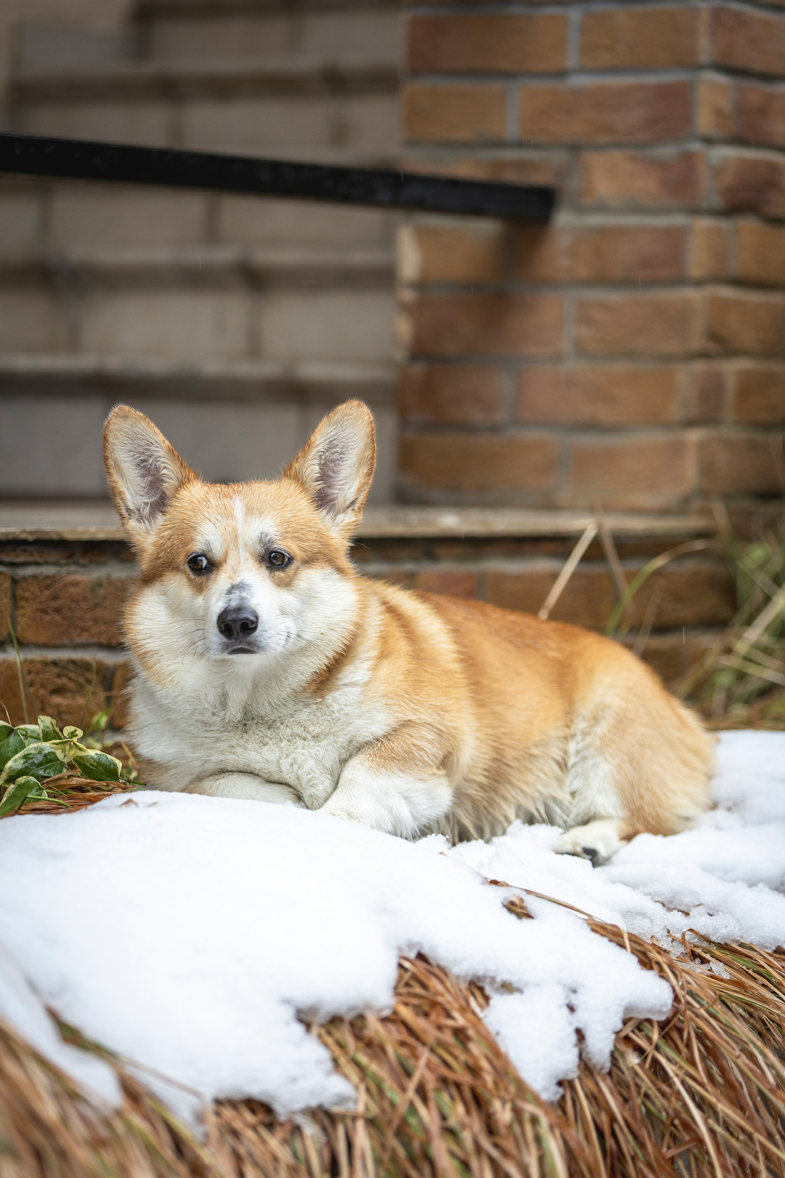 Гай, Корги-Пемброк. Ирина Голомб|Фотограф-анималист в  Сочи и Калининграде