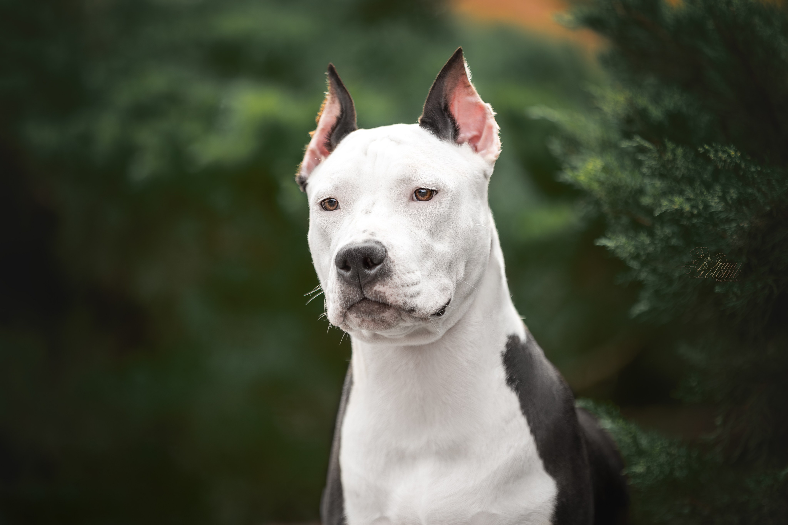 Афина и Мора, Стаффорды. Ирина Голомб|Фотограф-анималист в  Сочи и Калининграде