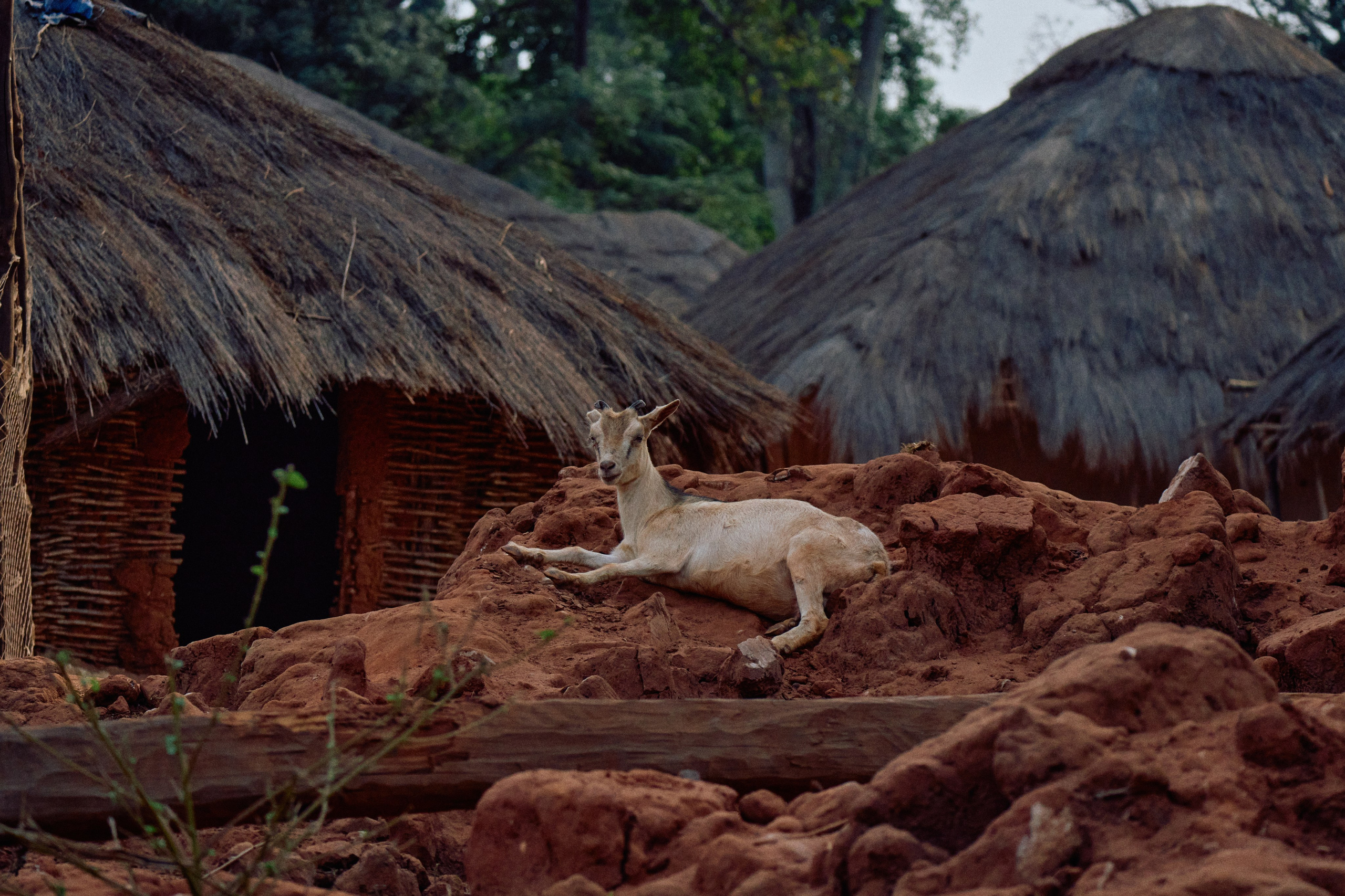 Guinea-Bissau. See the moment and catche. commercial and reportage