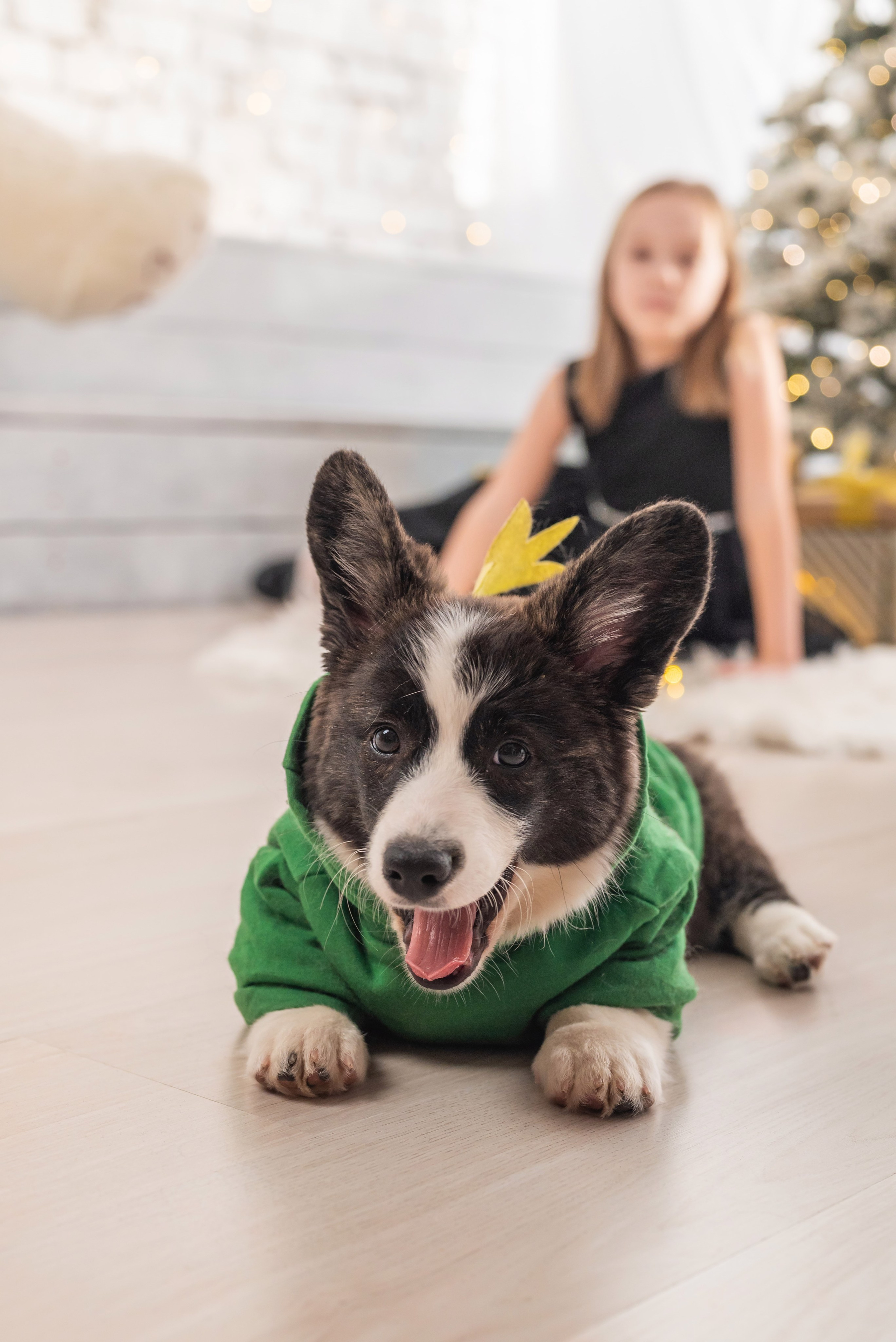 Фотопроект с корги. Фотограф в городе Салават